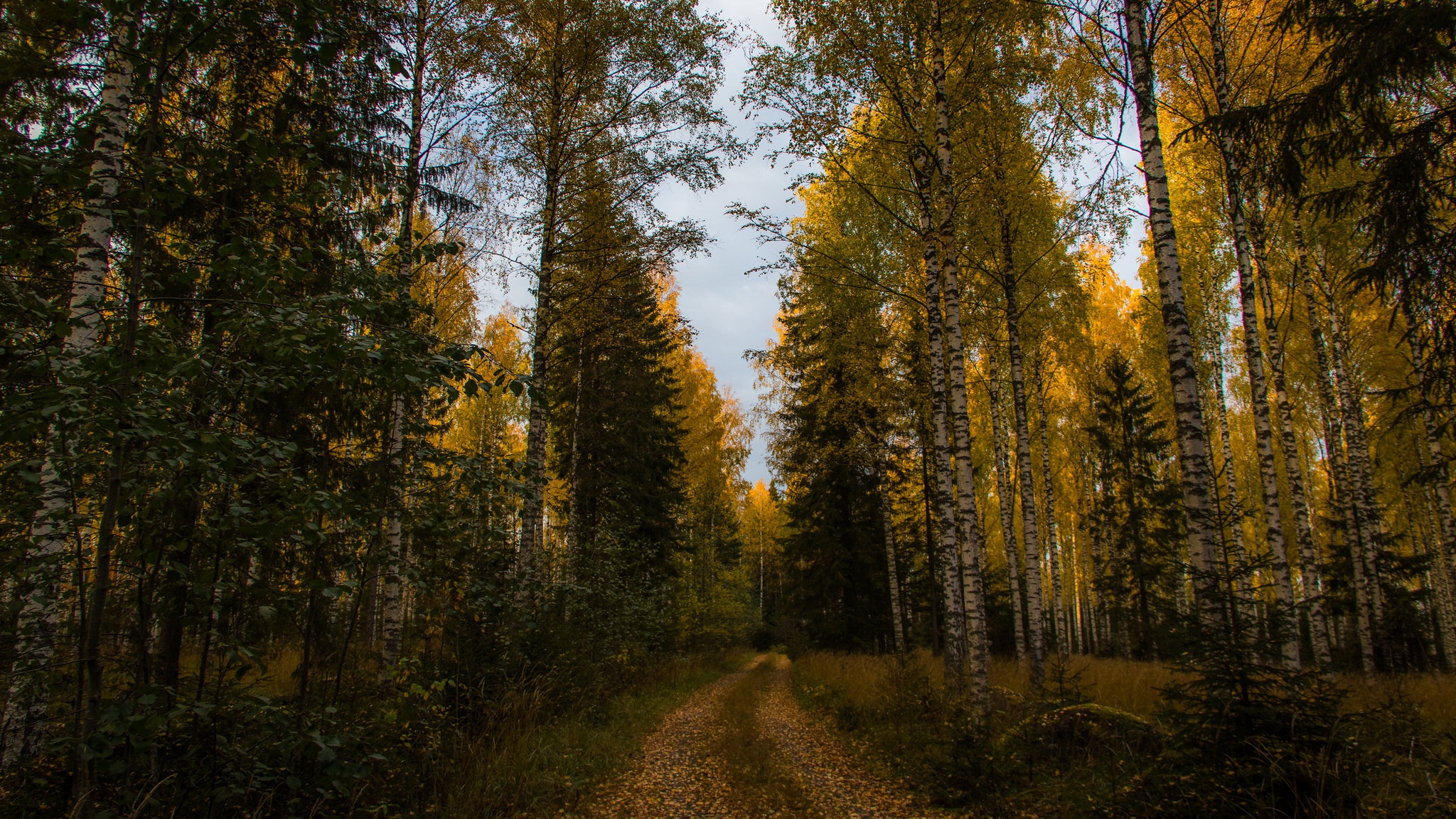 Free download wallpaper Forest, Fall, Spruce, Path, Birch, Man Made on your PC desktop