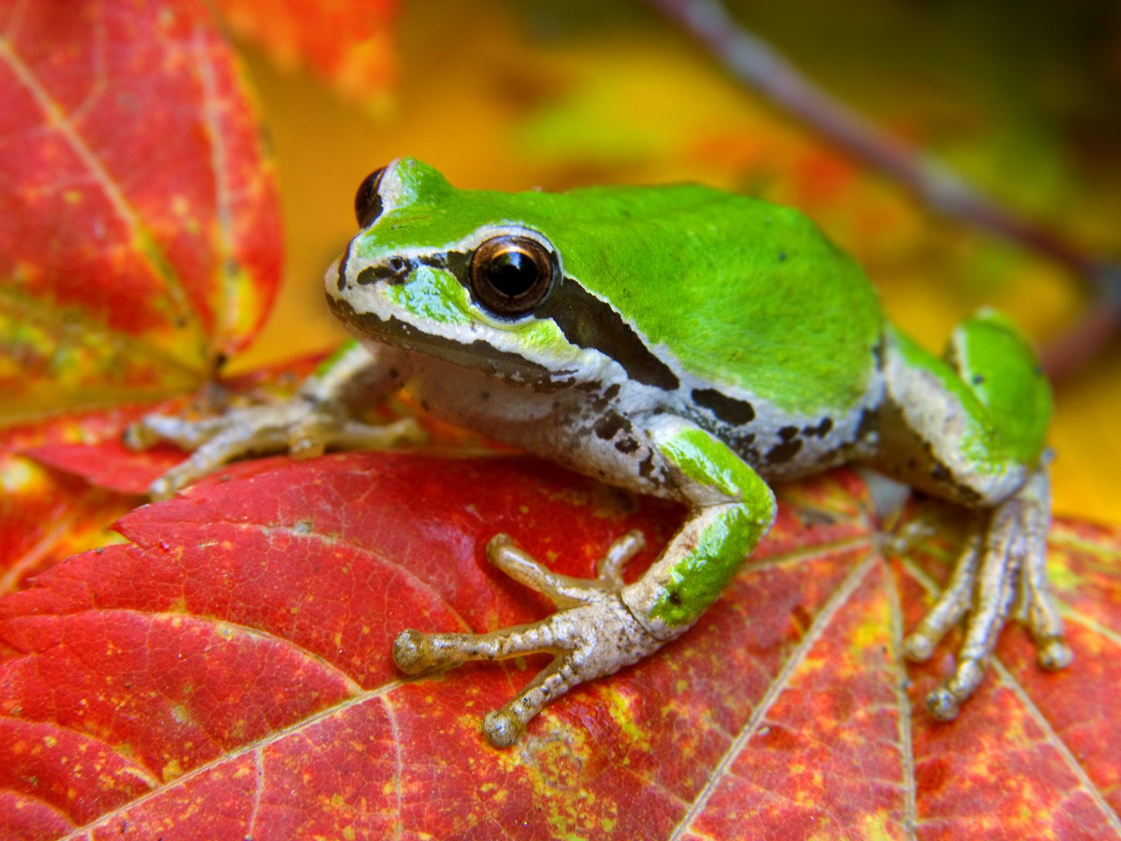 Free download wallpaper Leaf, Animal, Frog, Maple Leaf on your PC desktop