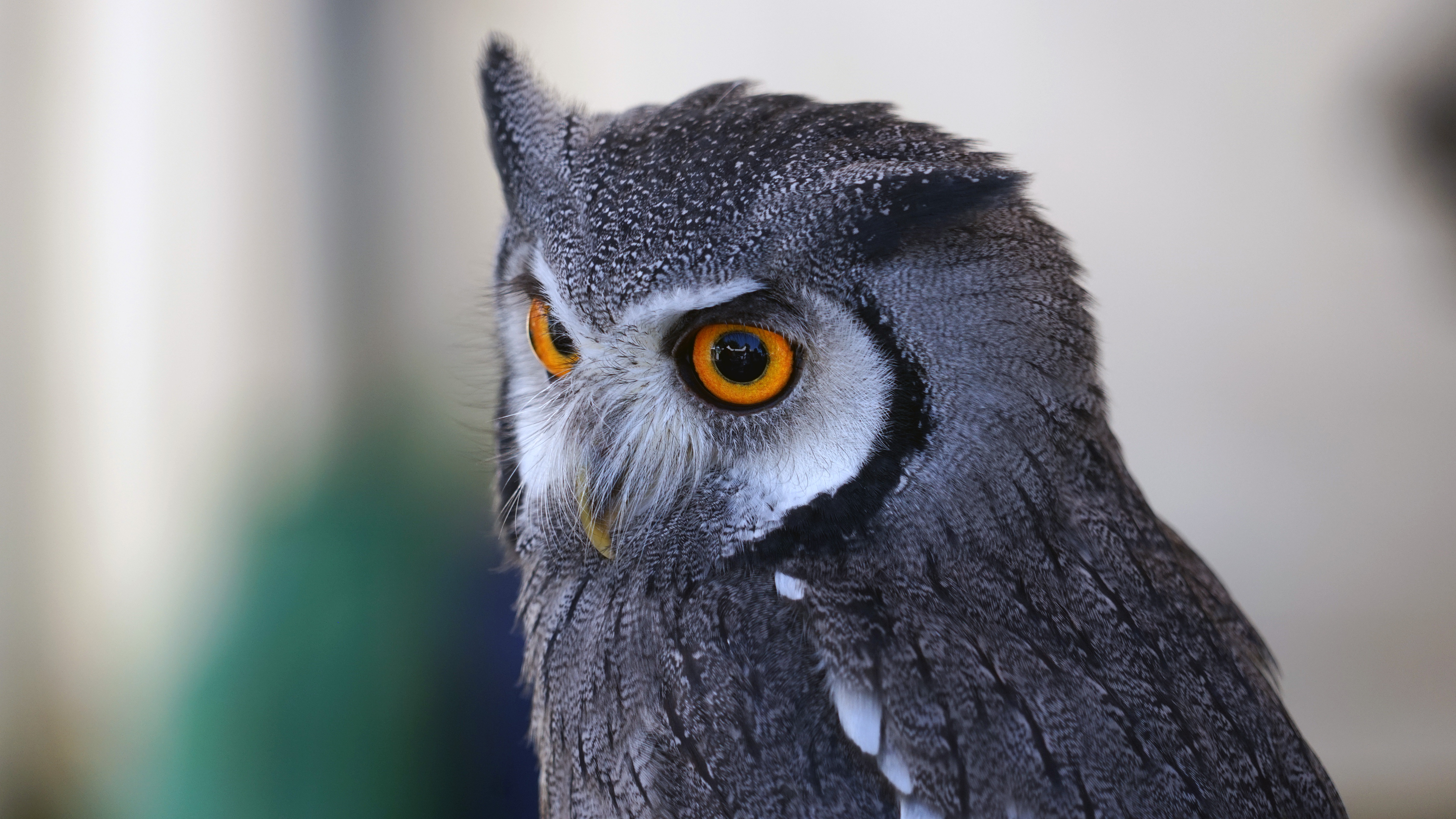 owl, animals, bird, eyes, predator Phone Background