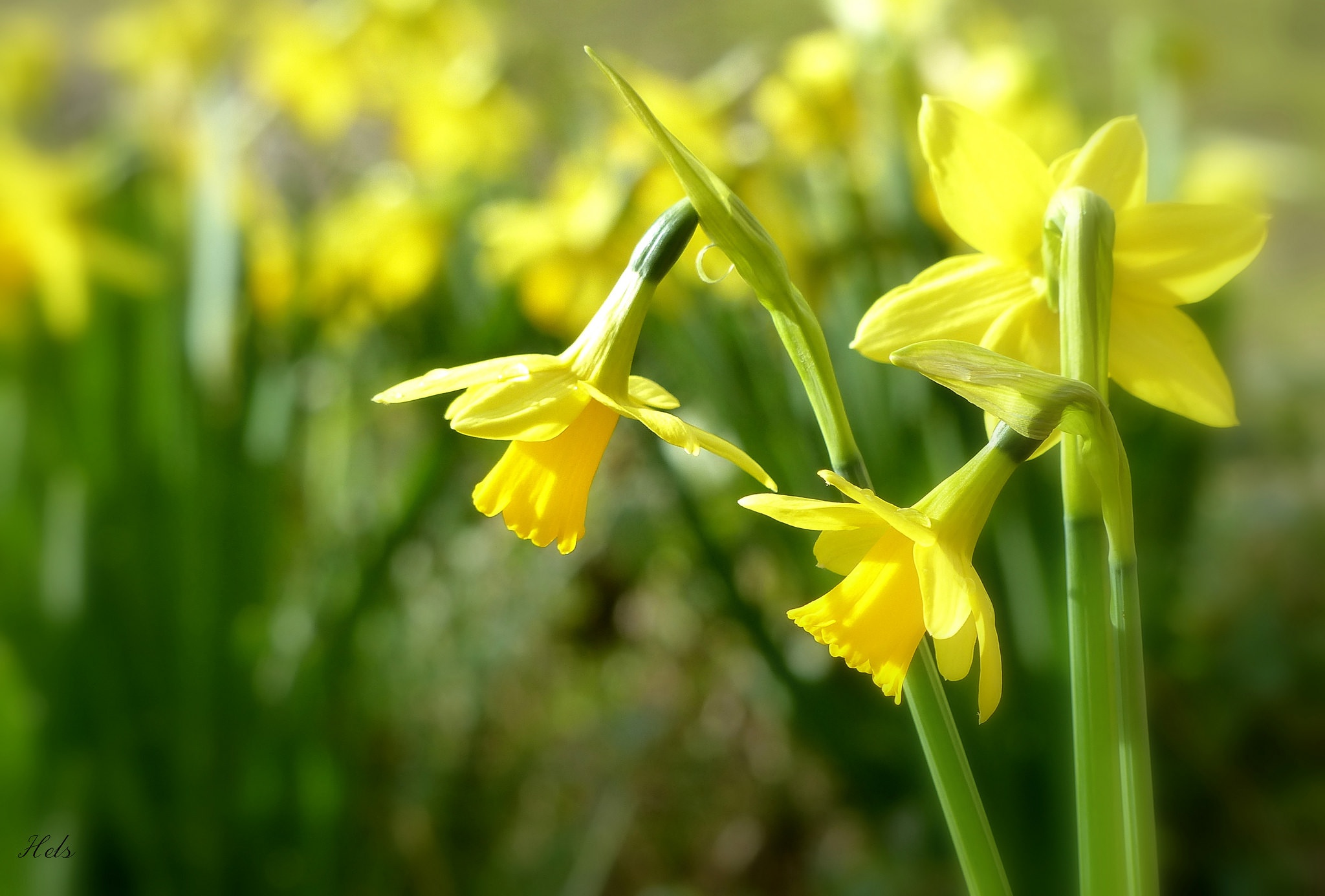 Free download wallpaper Nature, Flowers, Flower, Earth, Yellow Flower, Daffodil on your PC desktop