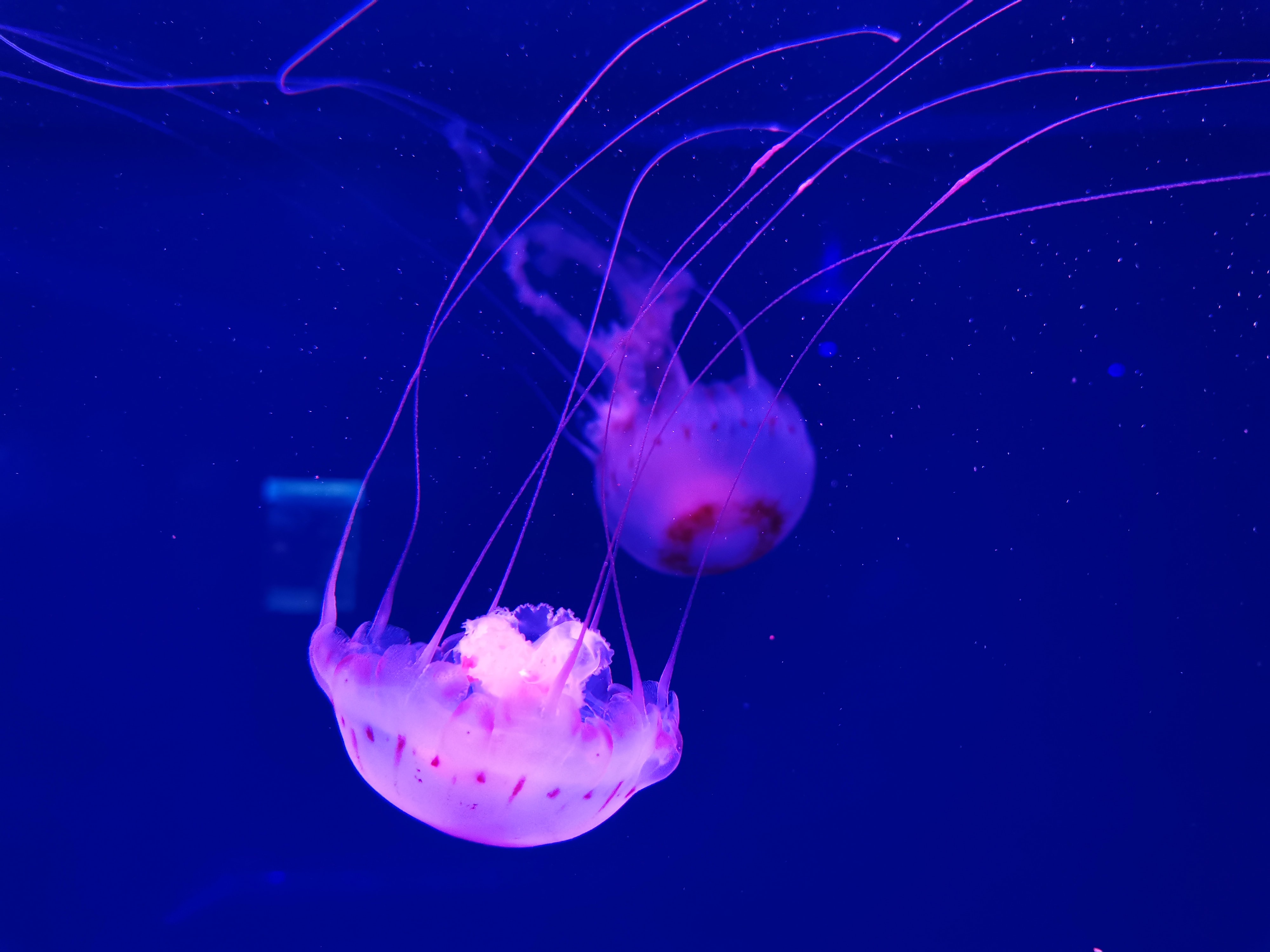 78873 скачать картинку подводный мир, животные, вода, медуза, щупальце, красиво - обои и заставки бесплатно