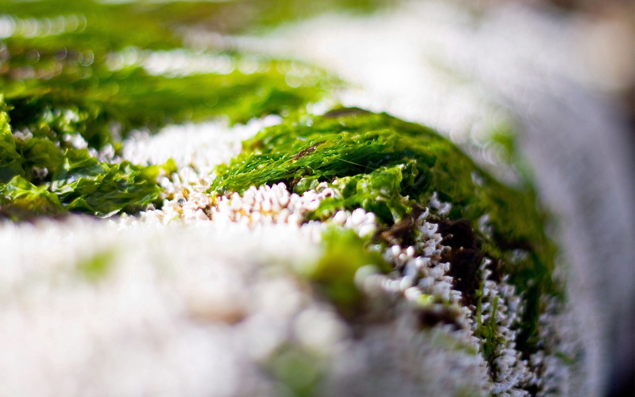 Free download wallpaper Grass, Snow, Macro on your PC desktop