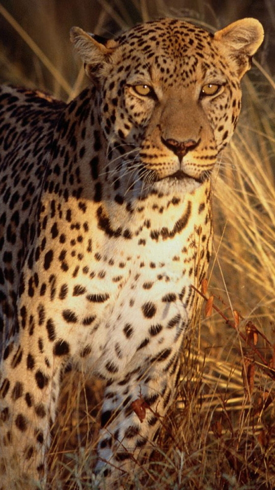 Descarga gratuita de fondo de pantalla para móvil de Animales, Gatos, Leopardo.