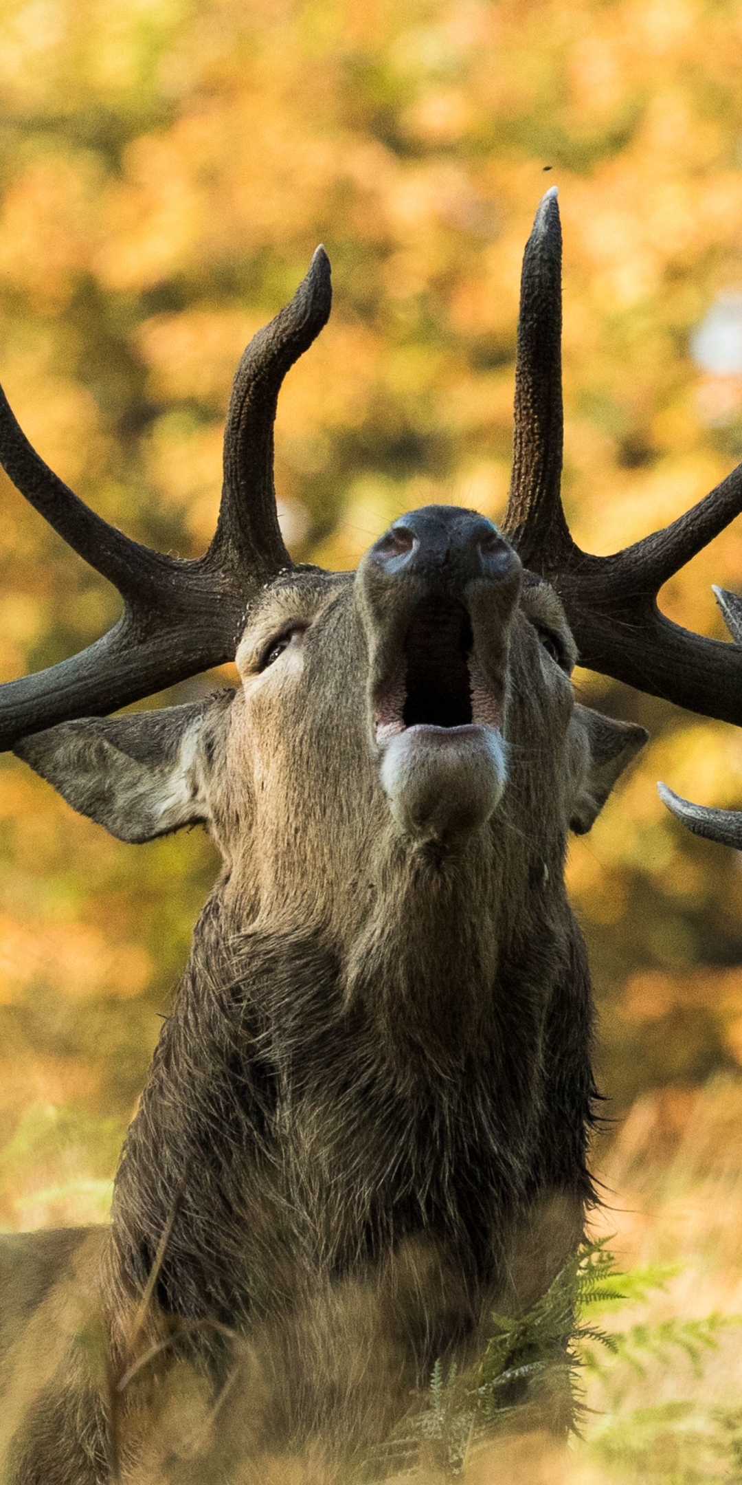 Handy-Wallpaper Tiere, Hirsch kostenlos herunterladen.