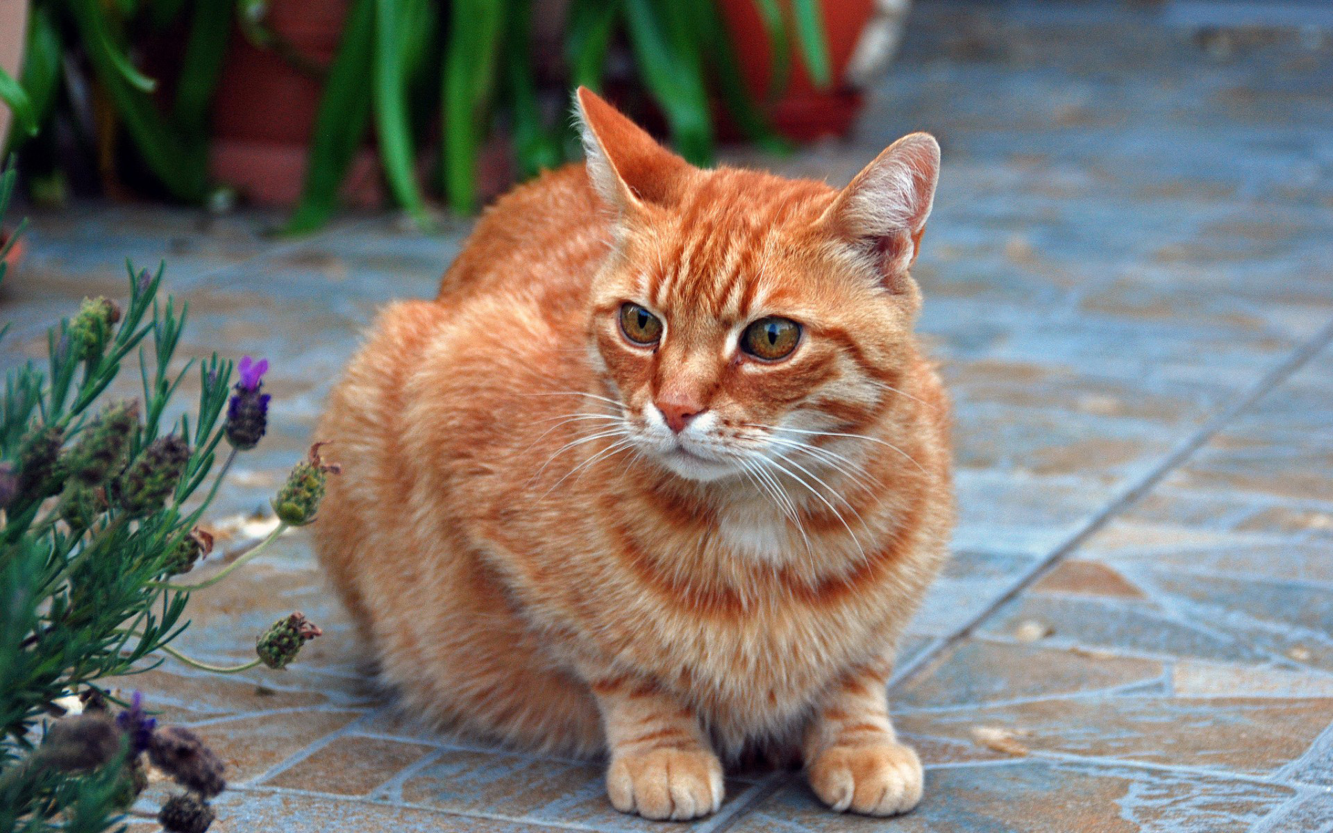 Baixar papel de parede para celular de Animais, Gato gratuito.