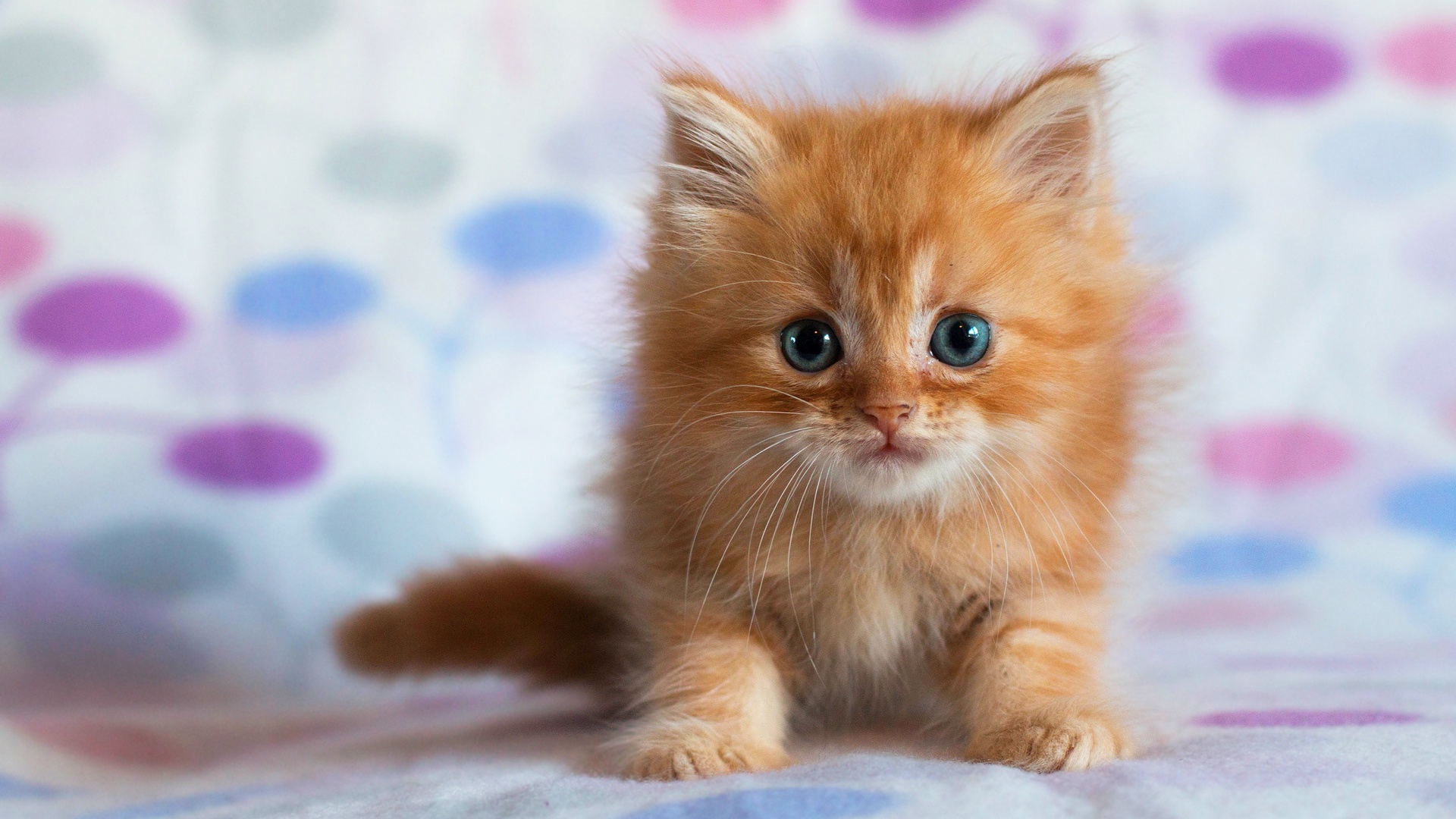 cute, animal, cat, fluffy, kitten, cats Panoramic Wallpaper