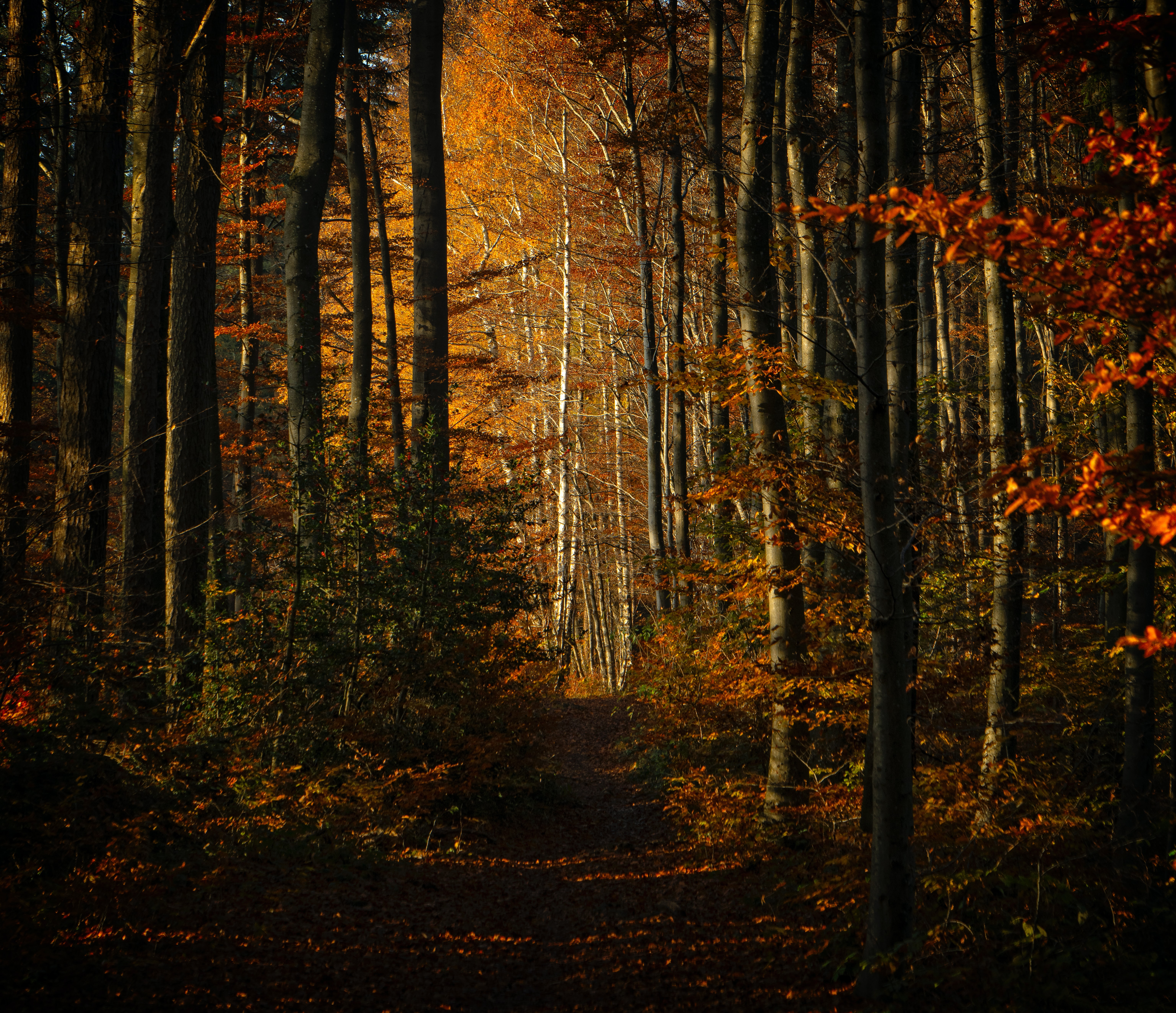 Скачать картинку Тропинка, Деревья, Лес, Природа, Осень в телефон бесплатно.