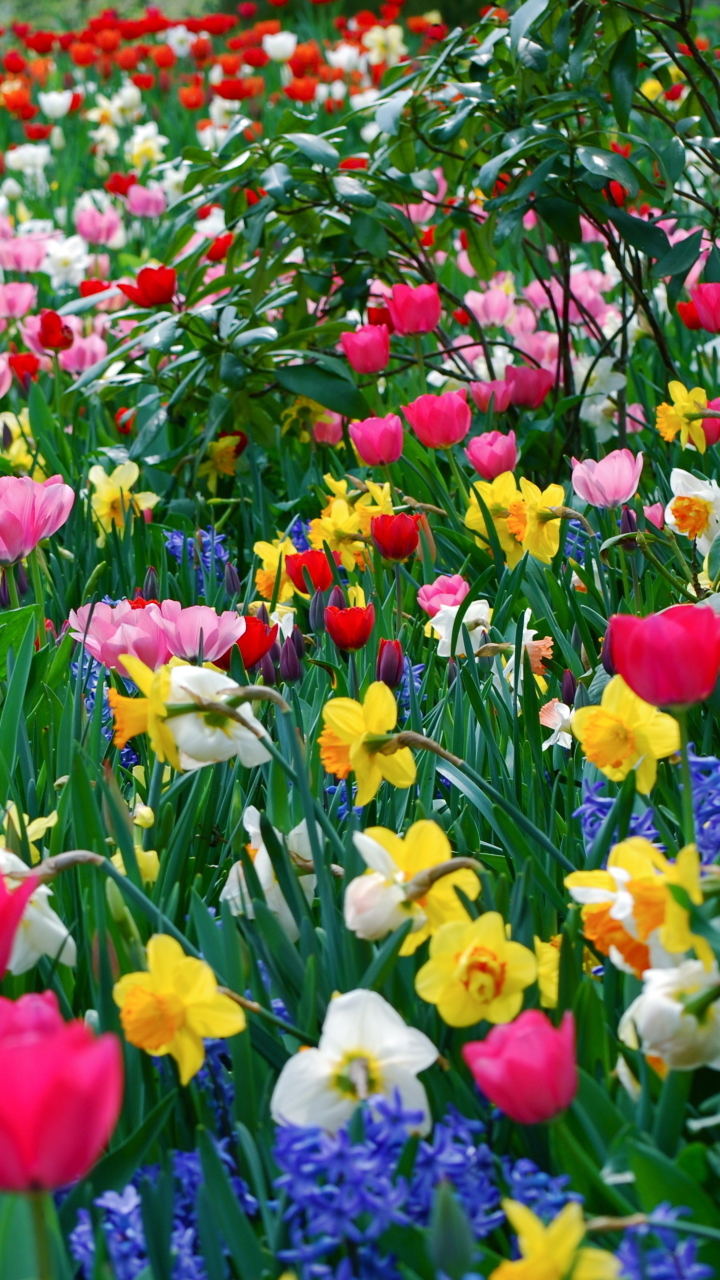 Download mobile wallpaper Flowers, Grass, Flower, Leaf, Earth, Field, Tulip, Meadow, Petal, Daffodil for free.