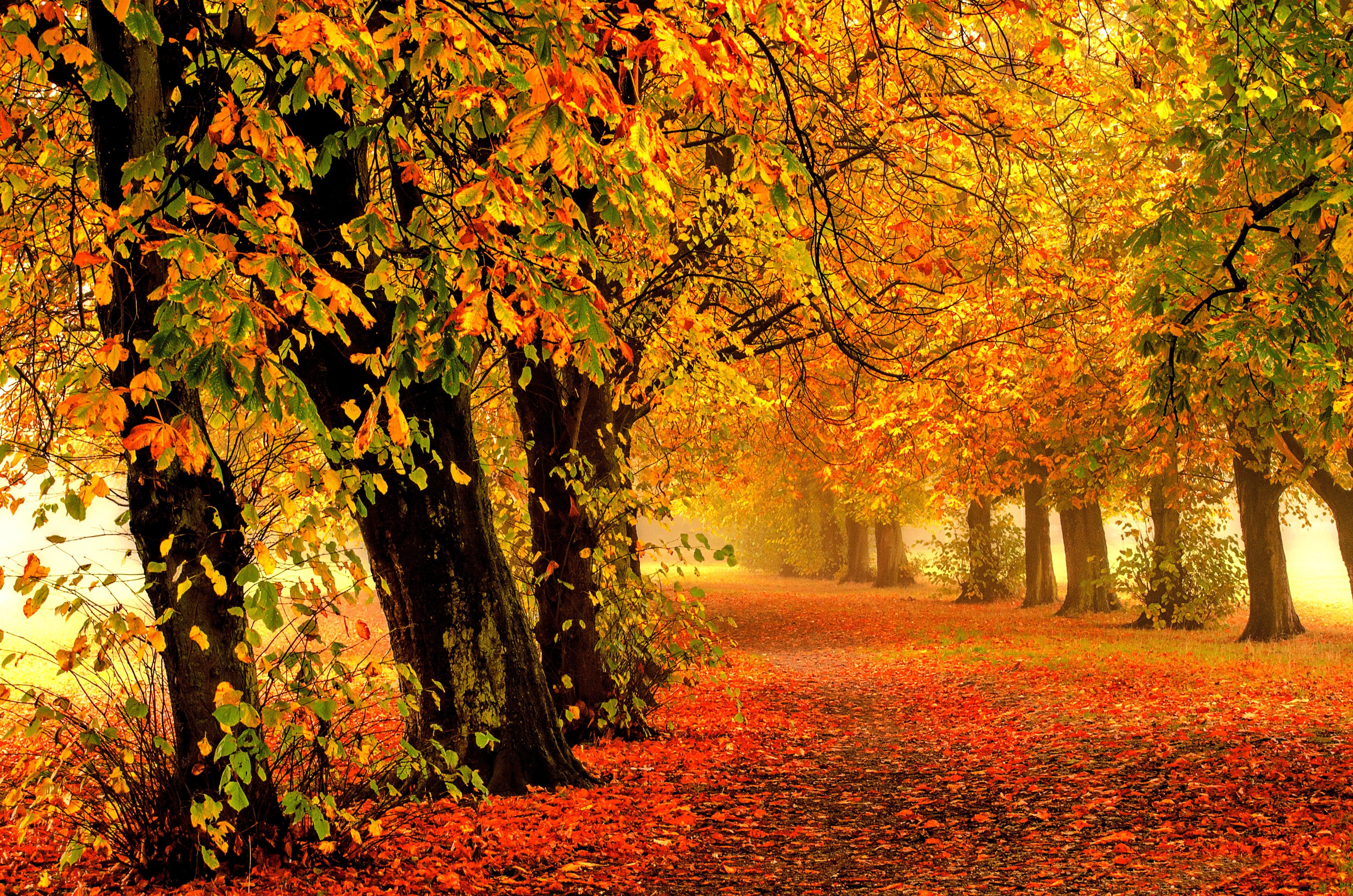 Скачать картинку Природа, Осень, Парк, Дерево, Туман, Листва, Фотографии в телефон бесплатно.