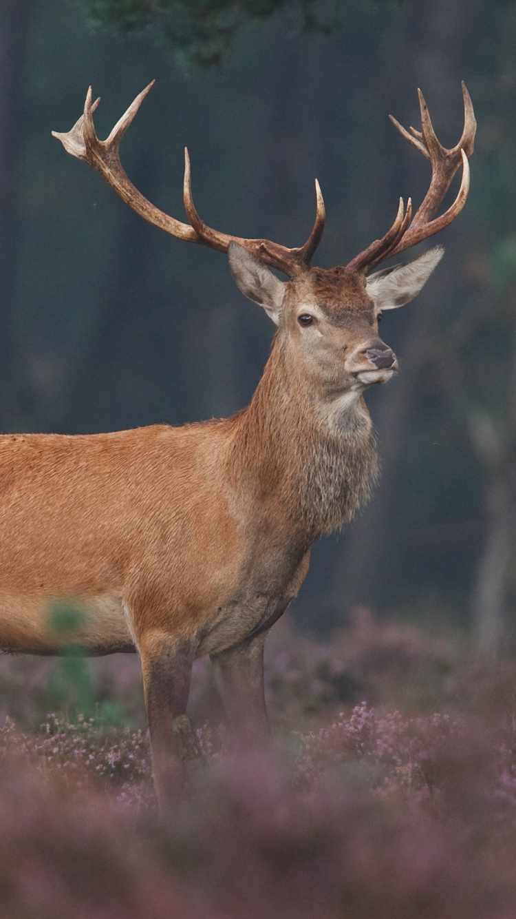 Handy-Wallpaper Tiere, Hirsch kostenlos herunterladen.