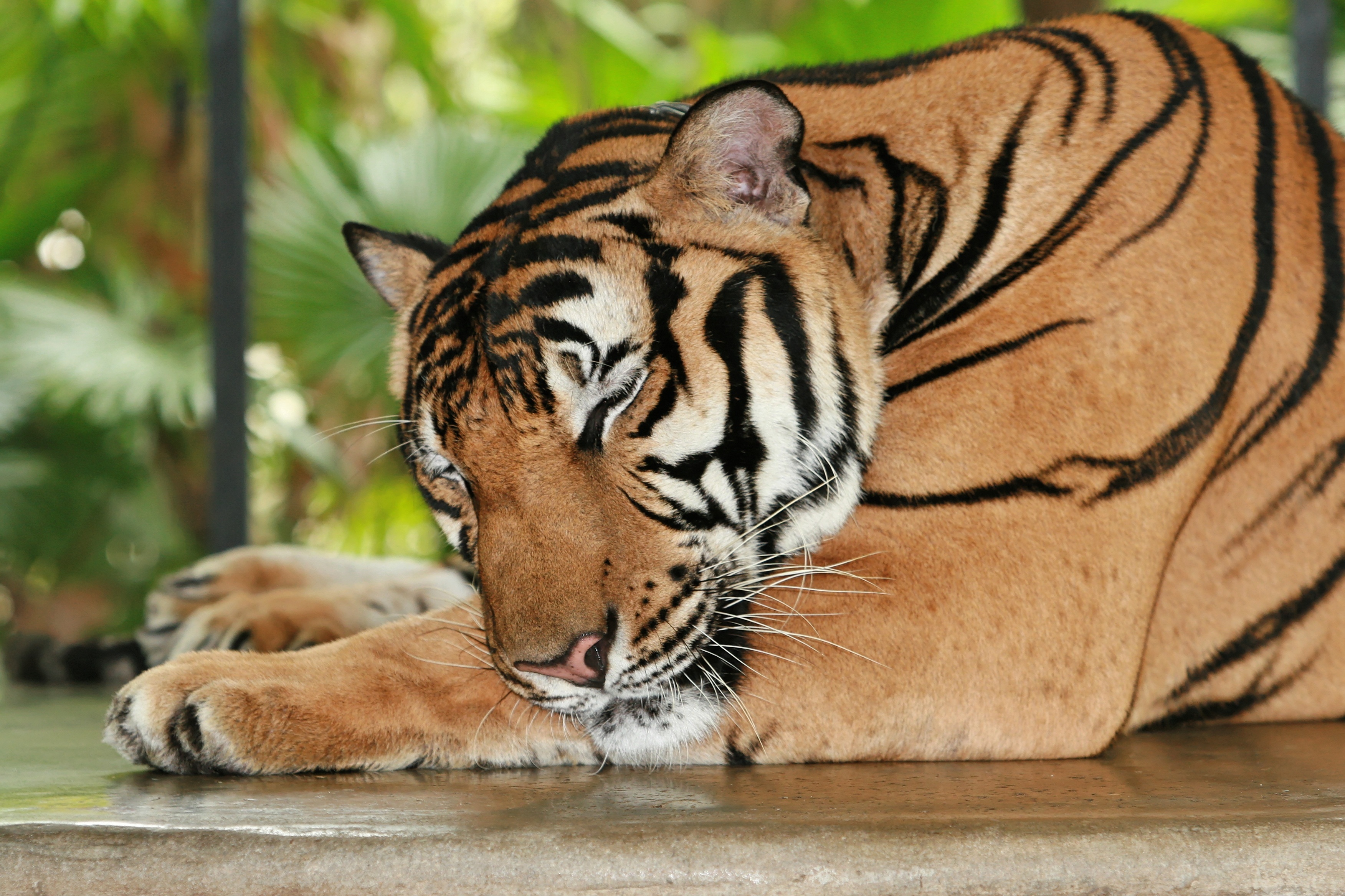 Download mobile wallpaper Dream, Rest, Sleep, Relaxation, Animals, Predator, Tiger for free.