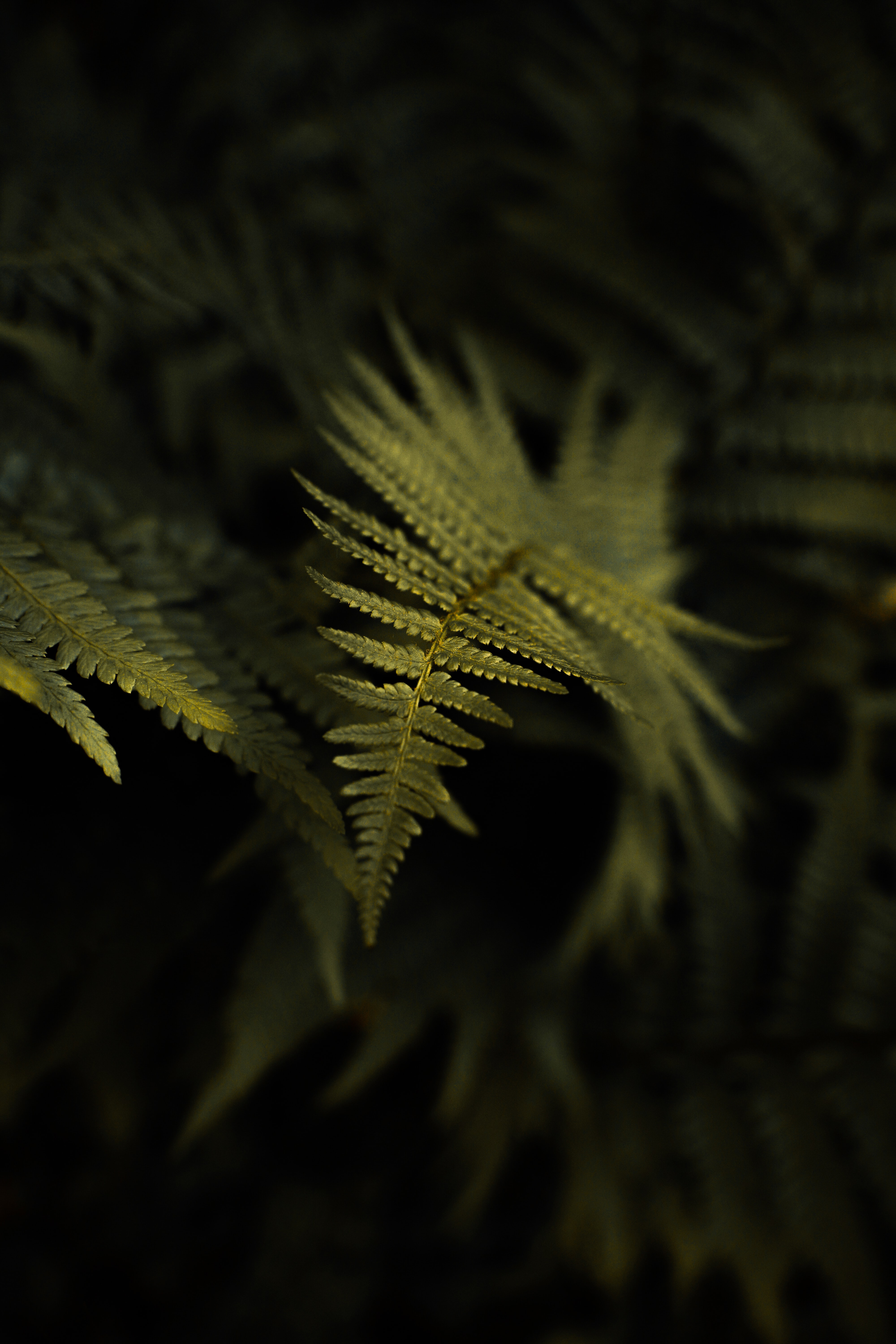 fern, leaflet, green, plant, macro cell phone wallpapers