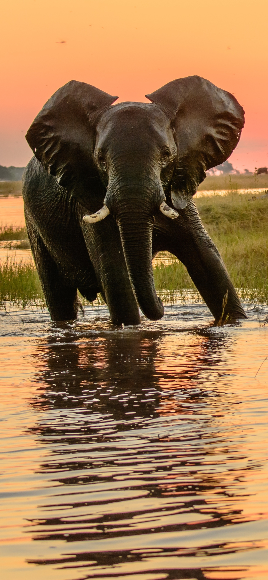 Скачати мобільні шпалери Слони, Тварина, Слон, Схід Сонця, Африканський Чагарниковий Слон безкоштовно.
