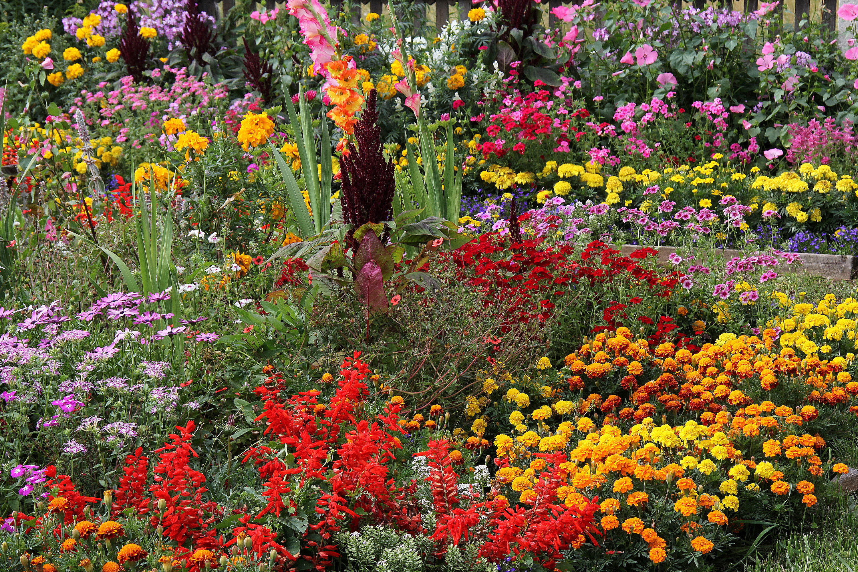 Descarga gratis la imagen Flor, Colores, Jardín, Hecho Por El Hombre, Jardín Inglés en el escritorio de tu PC