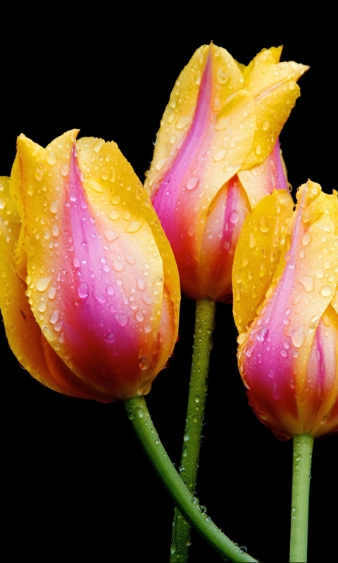 Download mobile wallpaper Flowers, Flower, Earth, Tulip, Water Drop for free.