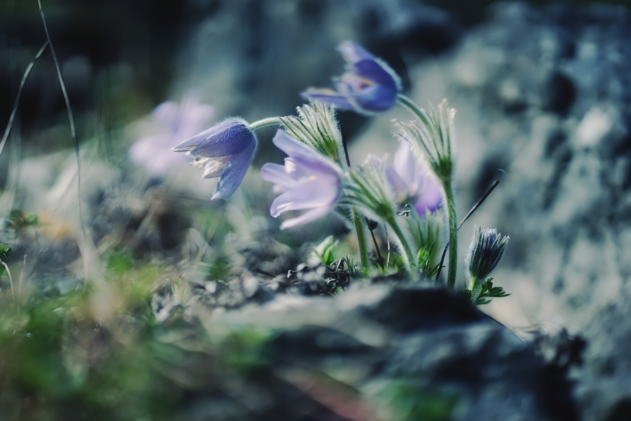 414738 Bildschirmschoner und Hintergrundbilder Blumen auf Ihrem Telefon. Laden Sie  Bilder kostenlos herunter