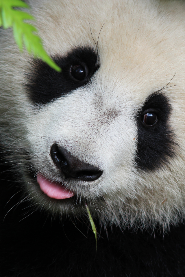 Handy-Wallpaper Tiere, Panda kostenlos herunterladen.