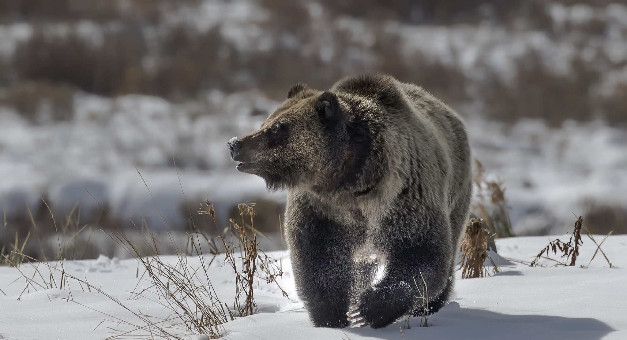 Скачать обои бесплатно Животные, Зима, Снег, Медведи, Медведь картинка на рабочий стол ПК