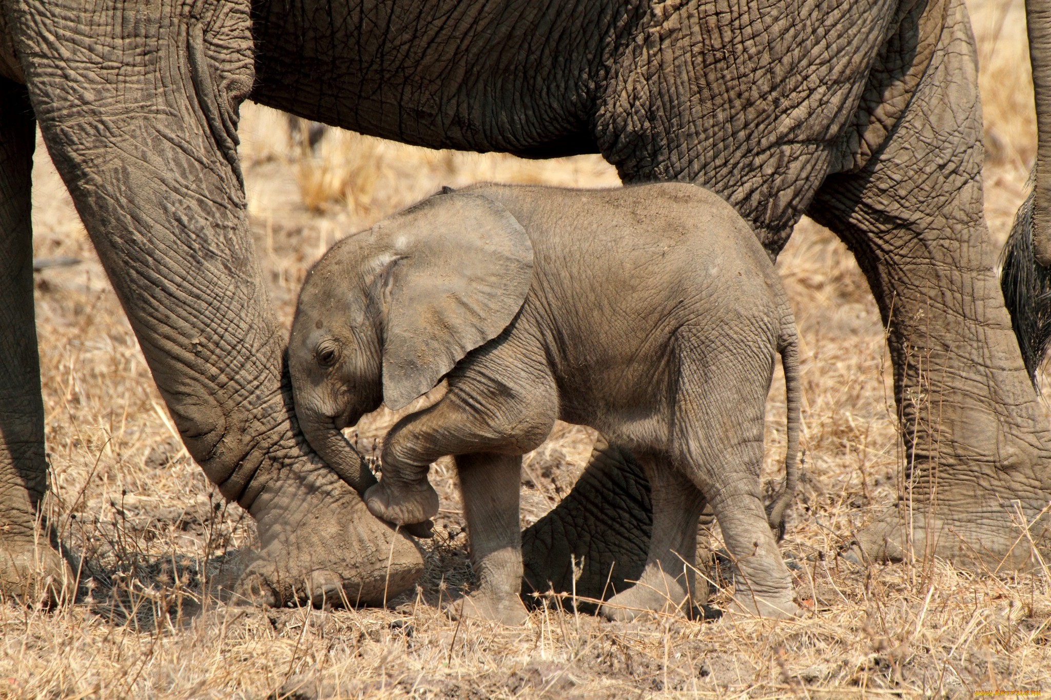 318728 Hintergrundbilder und Afrikanischer Elefant Bilder auf dem Desktop. Laden Sie  Bildschirmschoner kostenlos auf den PC herunter