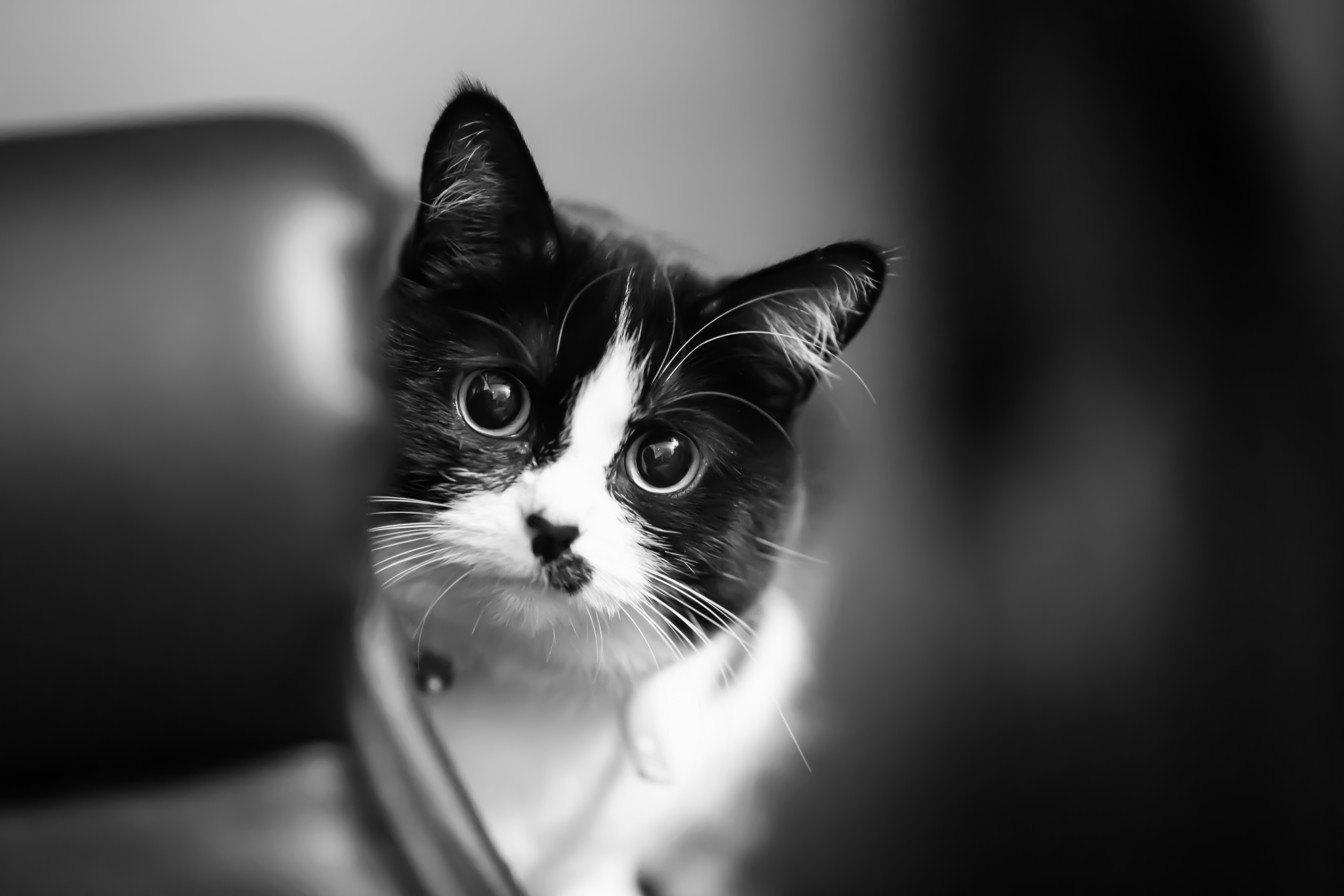 Download mobile wallpaper Cats, Cat, Animal, Black & White for free.