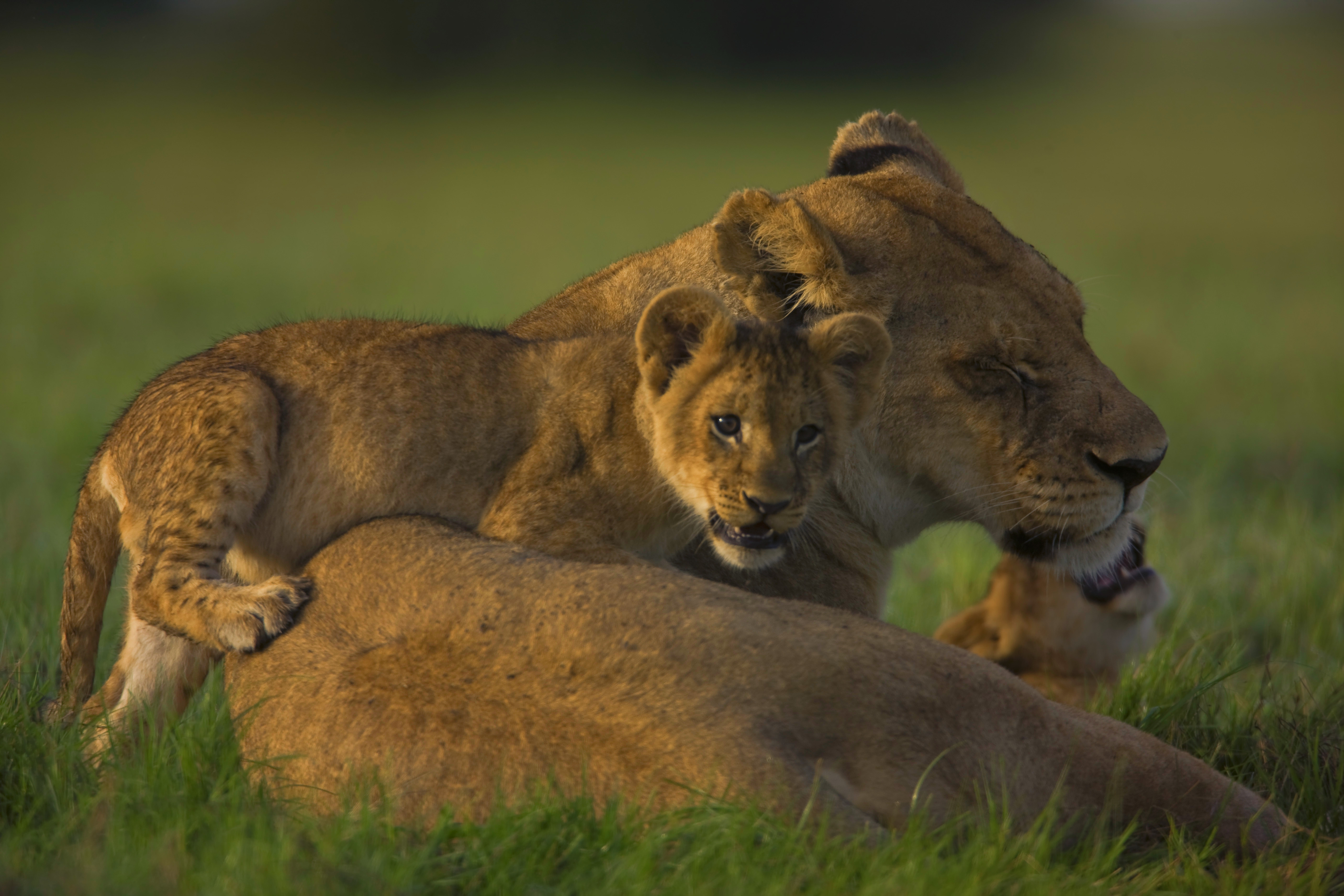 lion cubs, animals, young, muzzle, lioness, cubs
