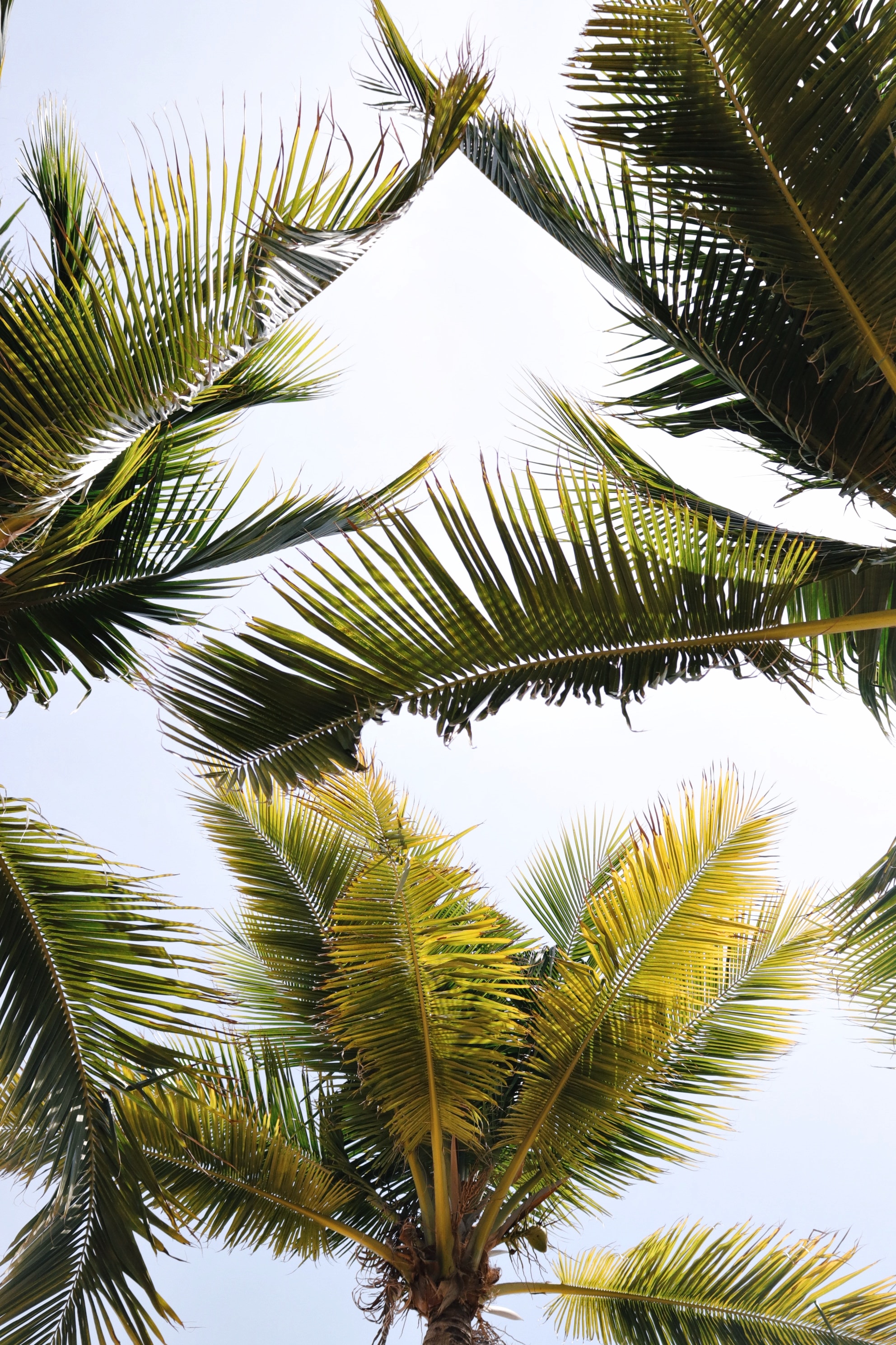 Download mobile wallpaper Branches, Nature, Leaves, Palms, Tropics for free.