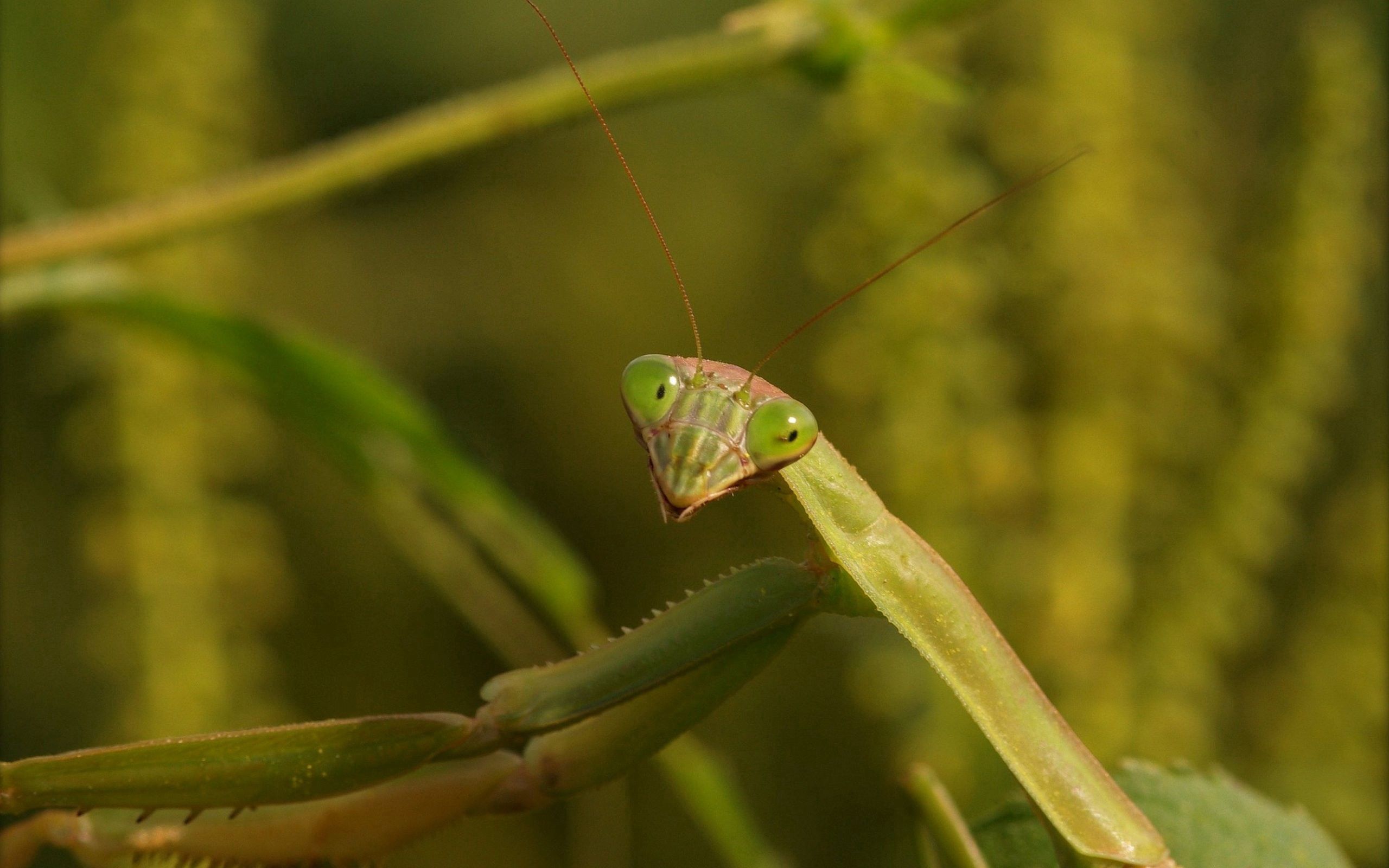 Free download wallpaper Grass, Macro, Mantis, Insect on your PC desktop