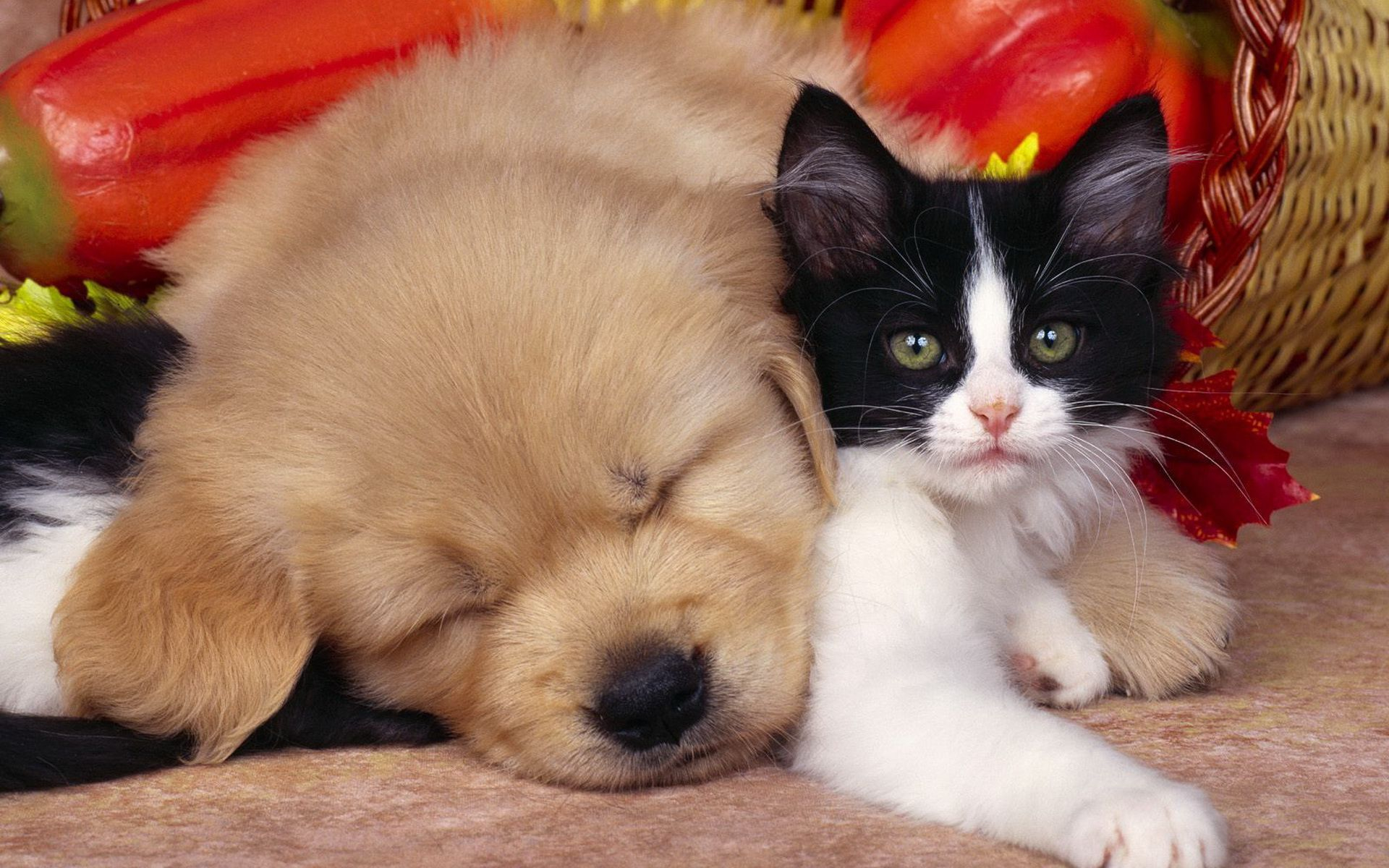 637459 descargar imagen animales, perro y gato, gato, lindo, perro: fondos de pantalla y protectores de pantalla gratis