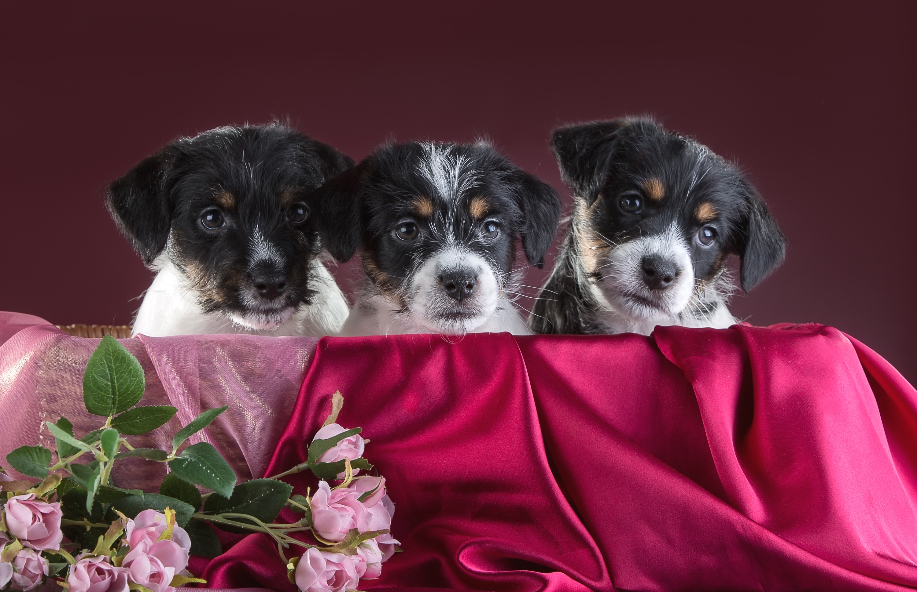 Handy-Wallpaper Tiere, Hunde, Hund, Welpen, Tierbaby kostenlos herunterladen.