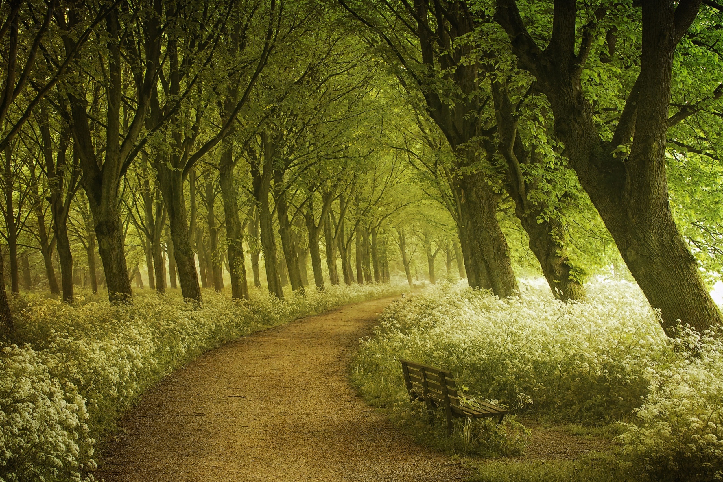 Laden Sie das Natur, Bank, Blume, Park, Baum, Pfad, Fotografie, Weiße Blume-Bild kostenlos auf Ihren PC-Desktop herunter