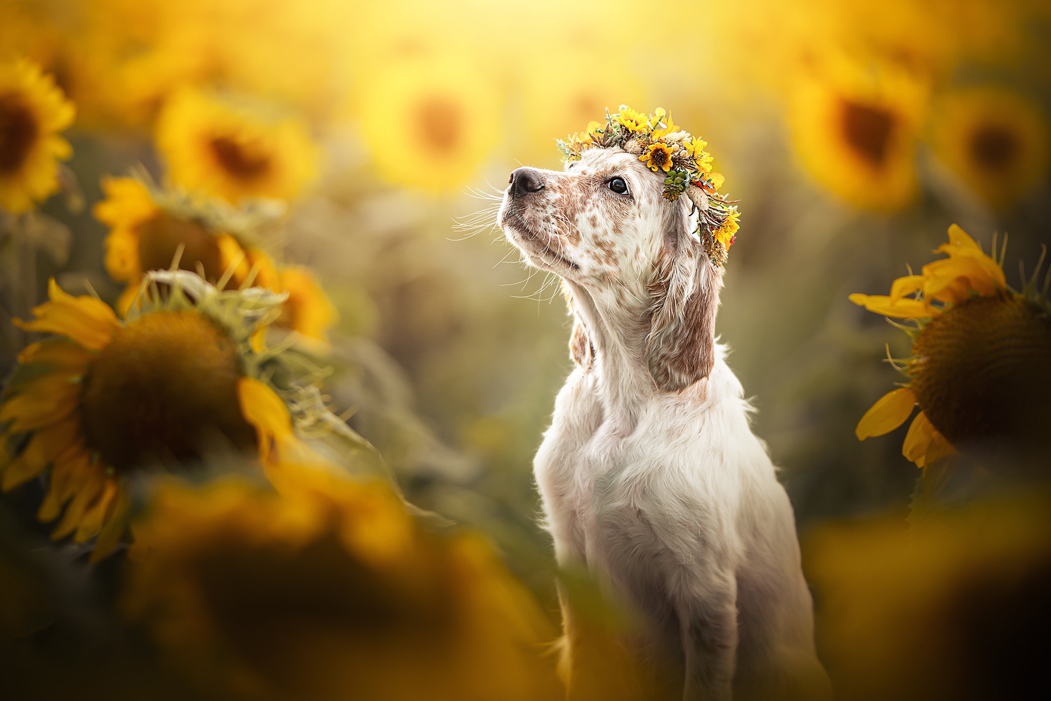 Handy-Wallpaper Tiere, Hunde, Hund, Sonnenblume, Kranz kostenlos herunterladen.