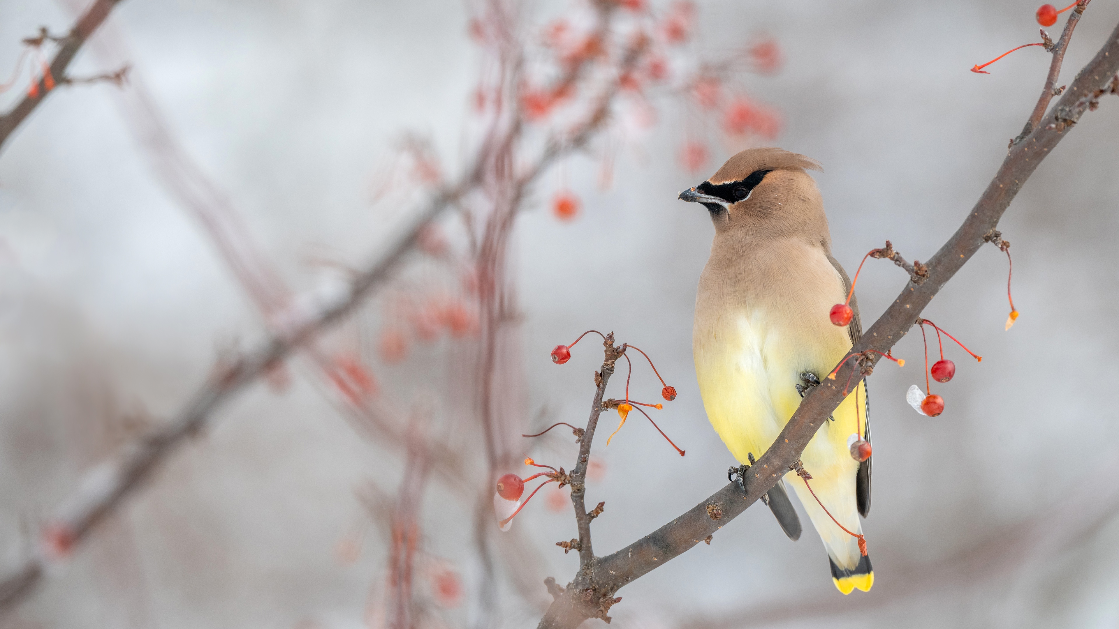 Download mobile wallpaper Birds, Bird, Branch, Berry, Animal, Waxwing for free.