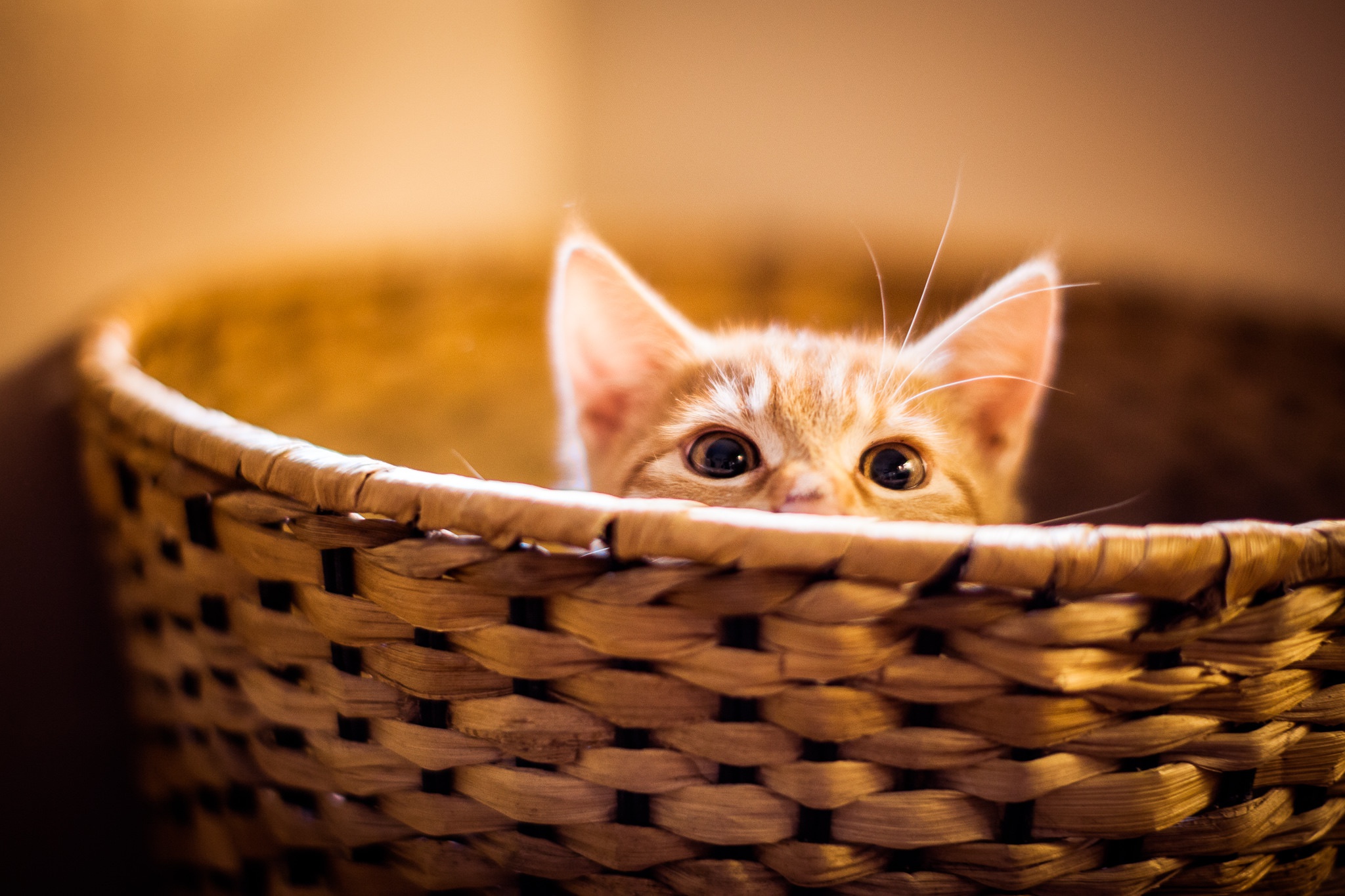 Laden Sie das Tiere, Katzen, Katze, Kätzchen, Korb, Tierbaby, Starren-Bild kostenlos auf Ihren PC-Desktop herunter