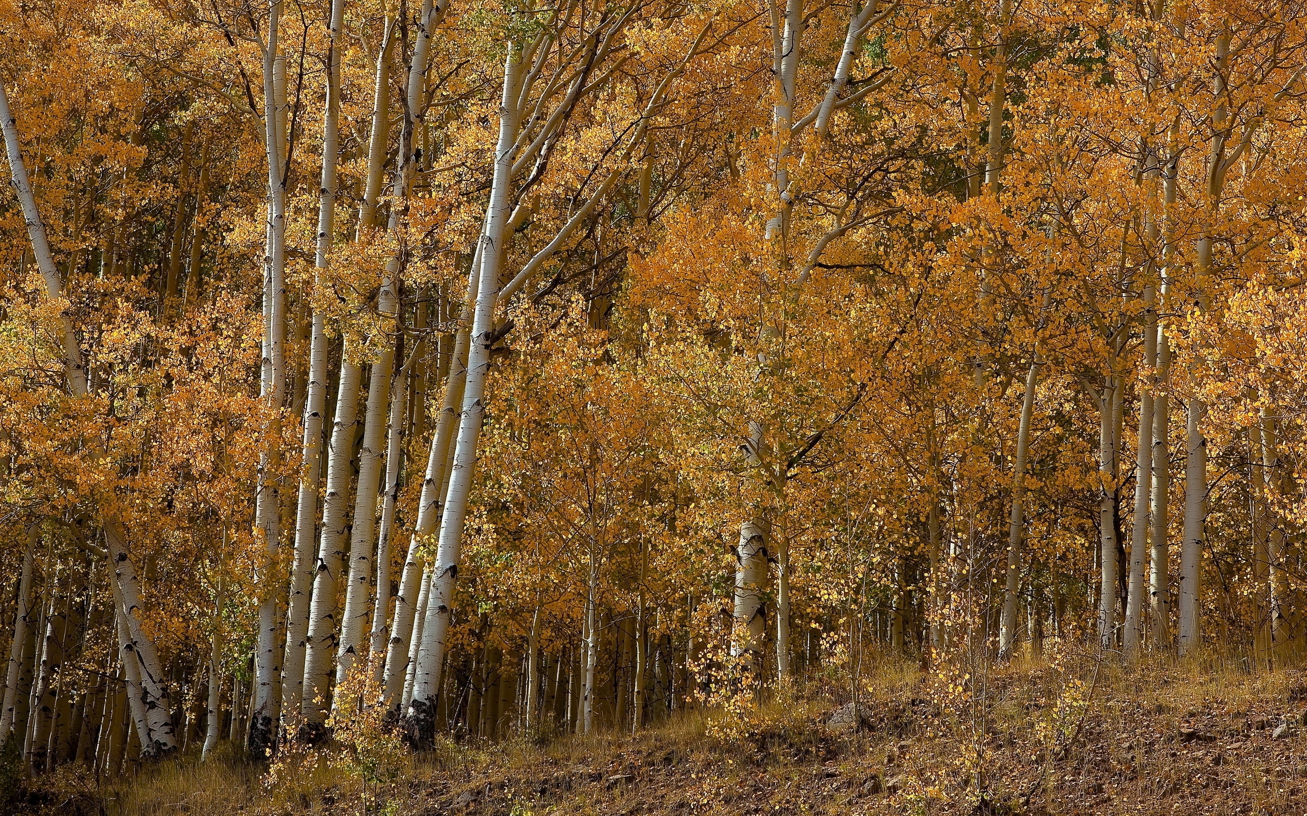 Free download wallpaper Trees, Autumn, Birches, Landscape on your PC desktop