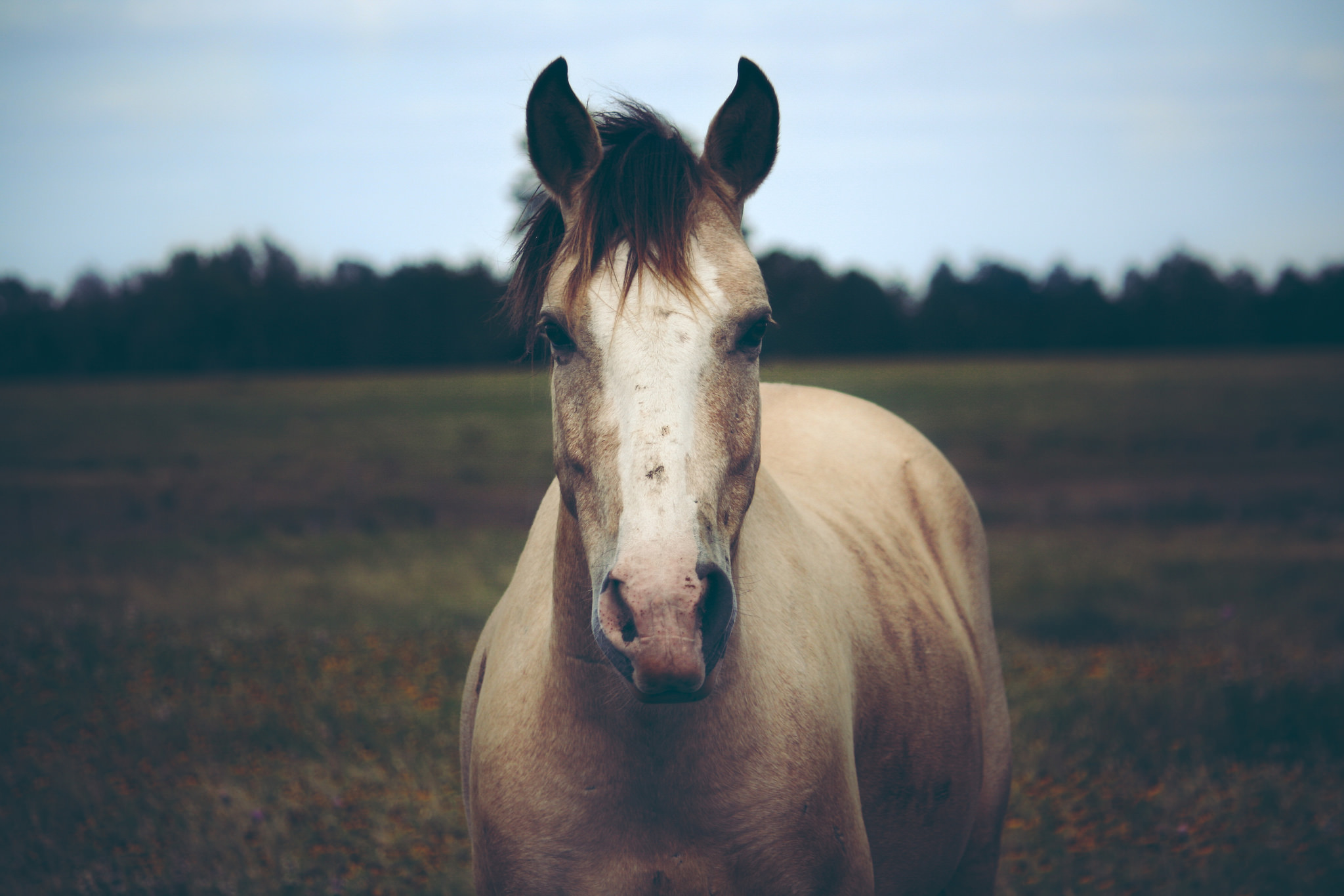 Free download wallpaper Animal, Horse, Stare, Depth Of Field on your PC desktop