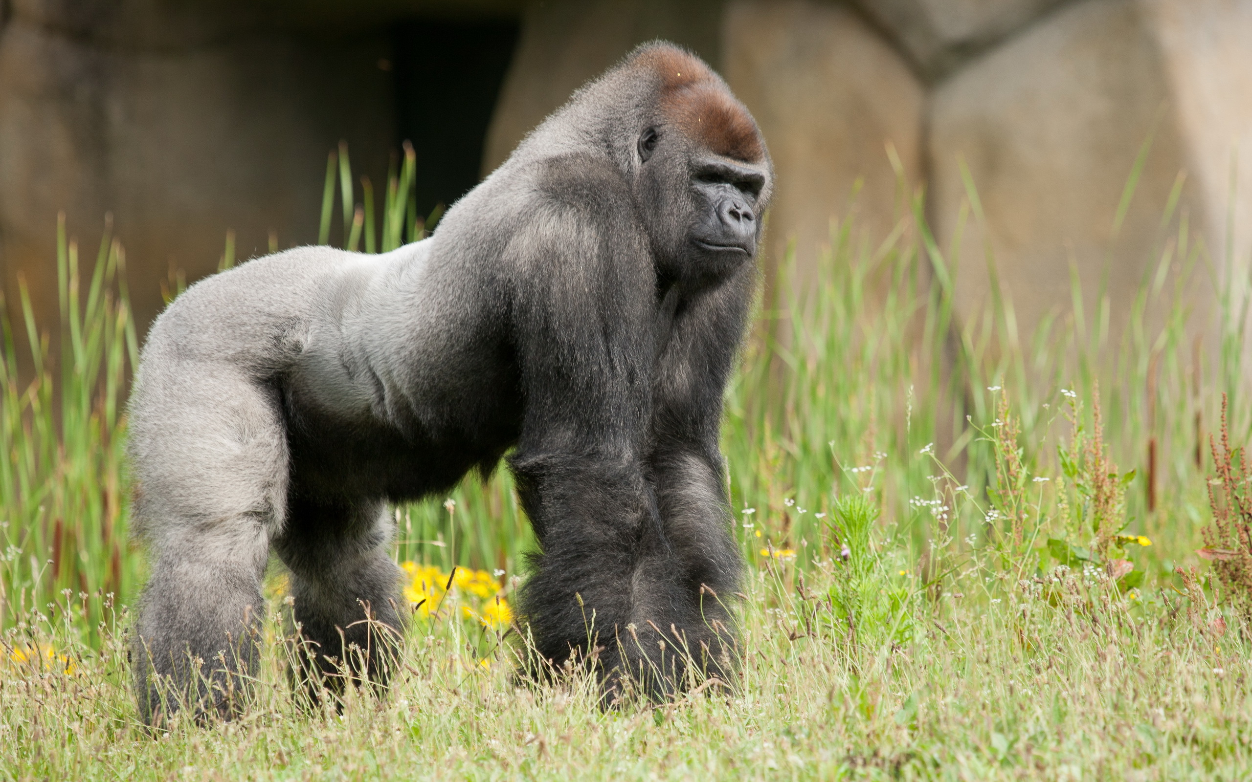 306394 Hintergrundbild herunterladen tiere, gorilla, affen - Bildschirmschoner und Bilder kostenlos