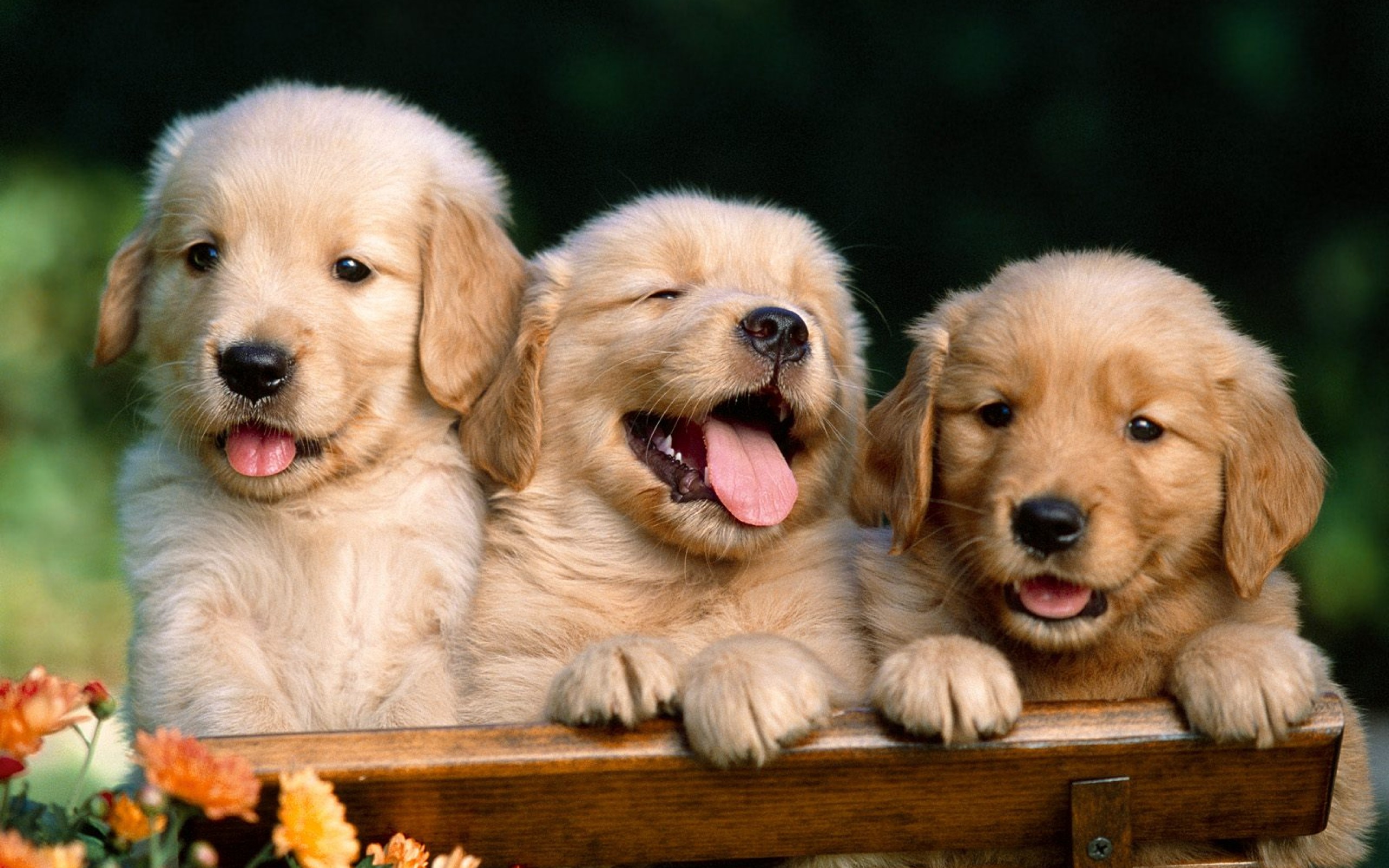 Cool Wallpapers dogs, puppy, animal, dog