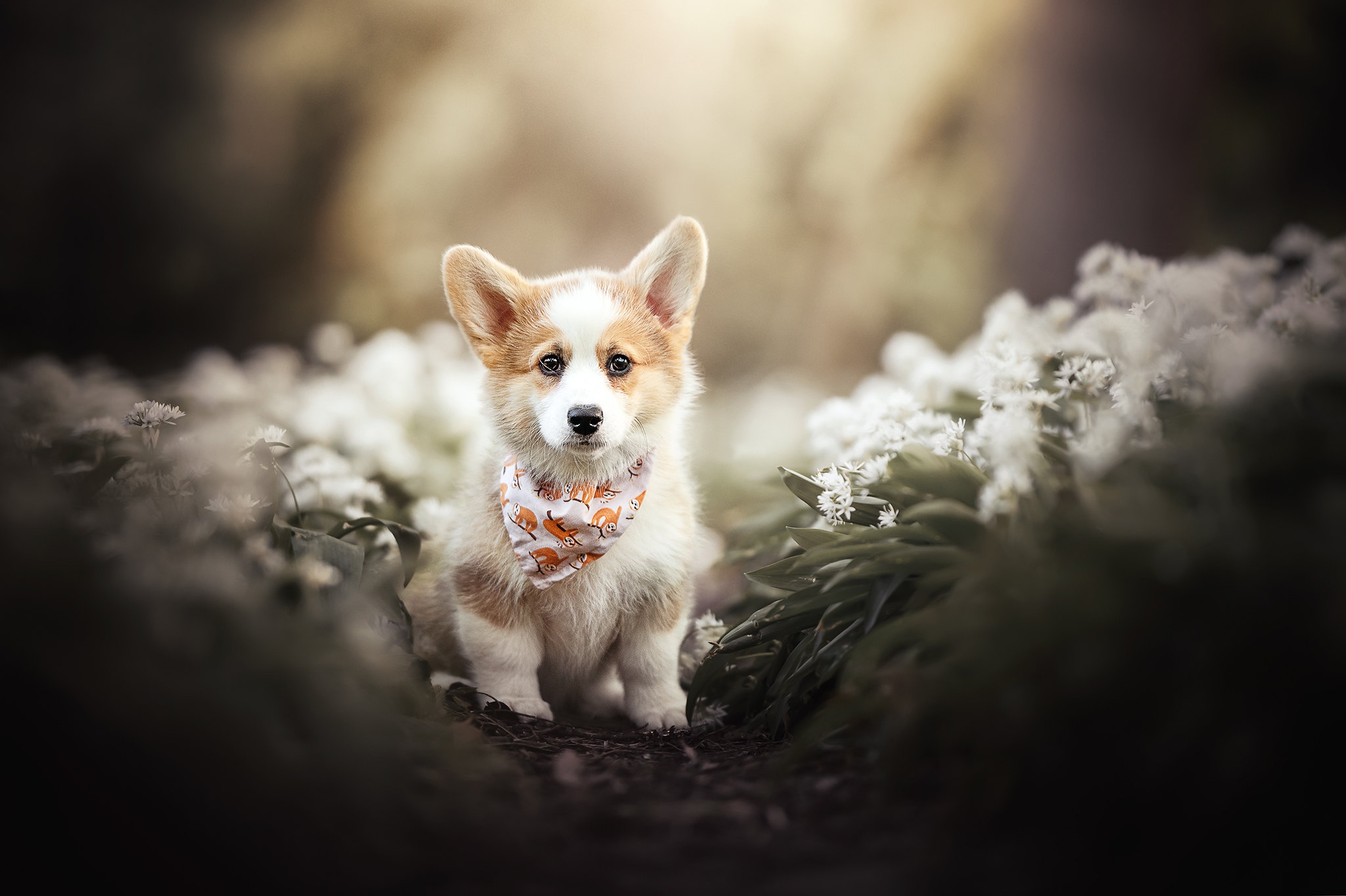 Download mobile wallpaper Dogs, Dog, Animal, Puppy, Corgi, Baby Animal for free.