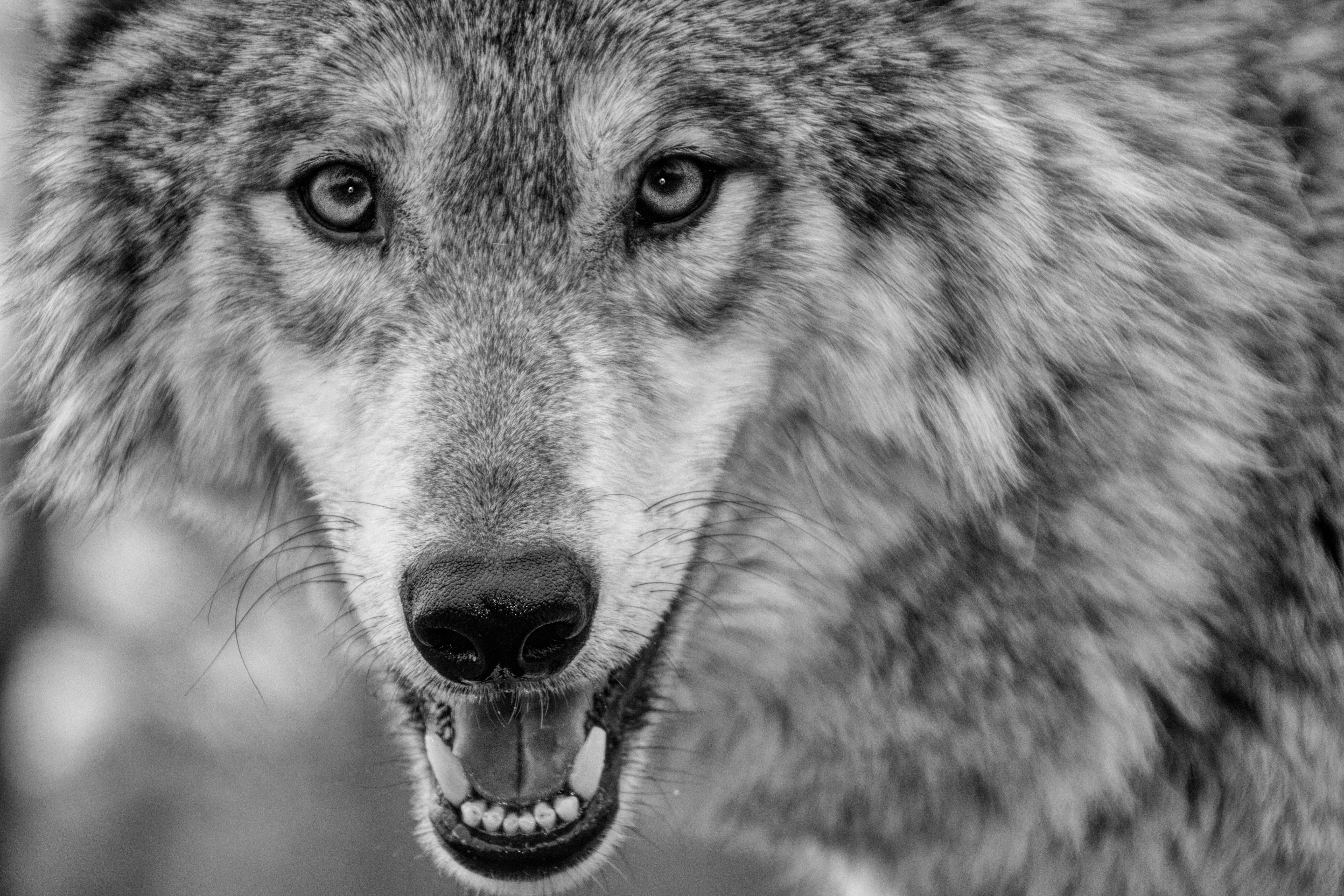 Download mobile wallpaper Close Up, Wolf, Animal, Black & White, Wolves for free.