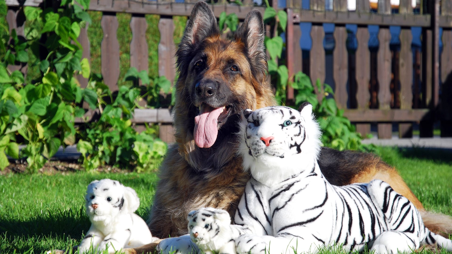 Download mobile wallpaper Dogs, Dog, Toy, Animal, German Shepherd, Stuffed Animal for free.