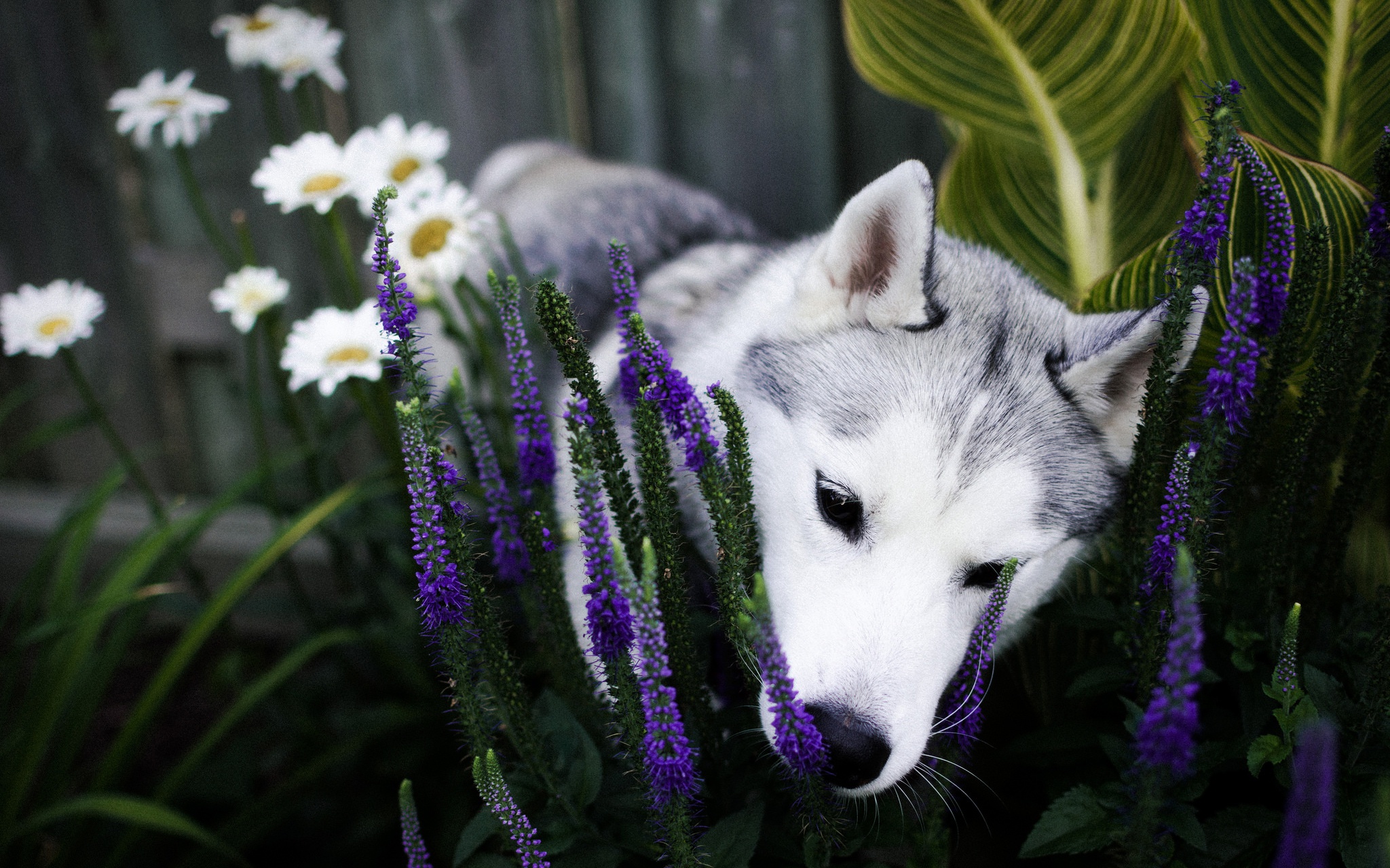 Free download wallpaper Dogs, Flower, Dog, Animal, Husky, Siberian Husky on your PC desktop