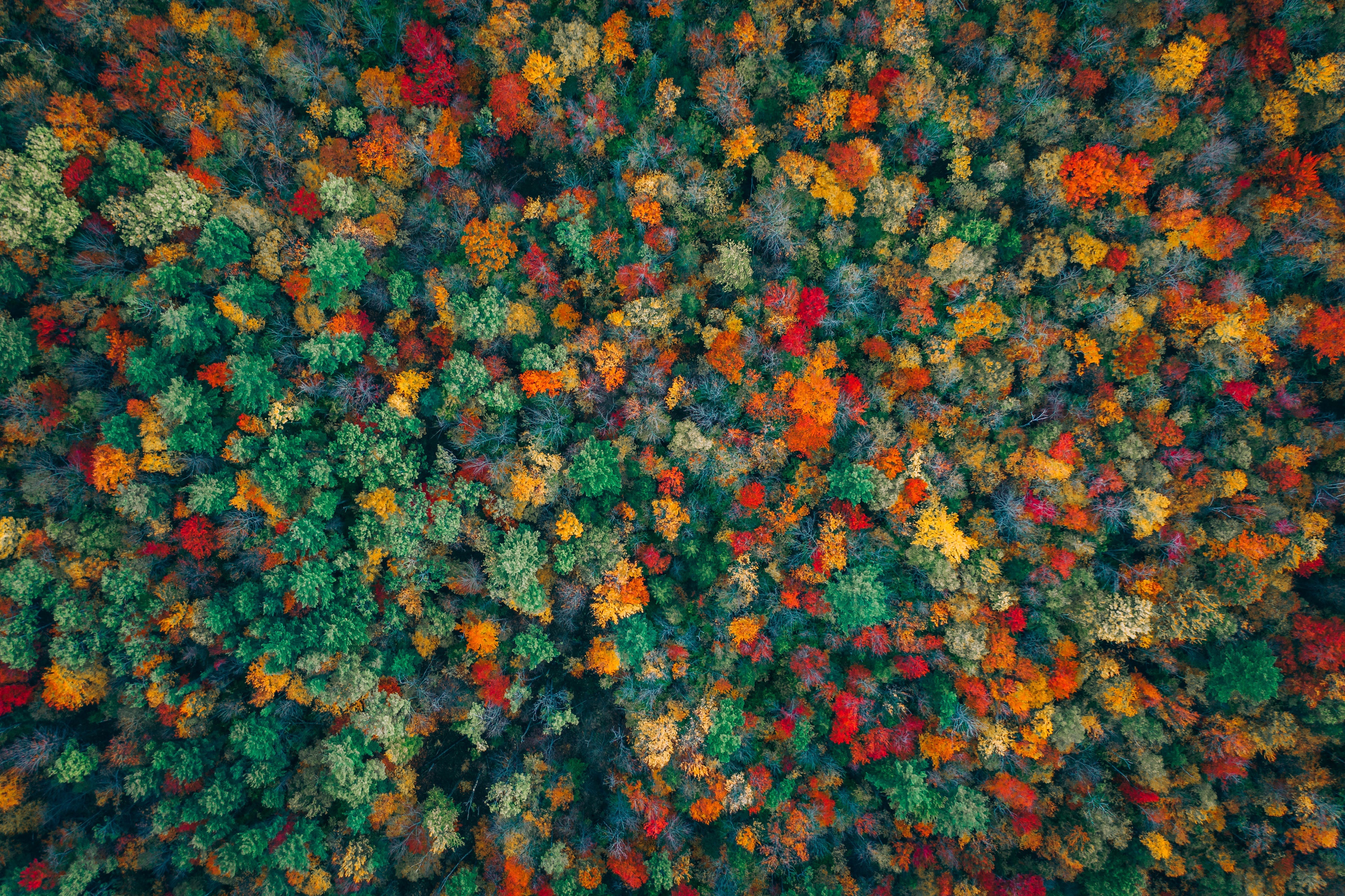 Download mobile wallpaper Nature, Forest, Earth, Aerial for free.