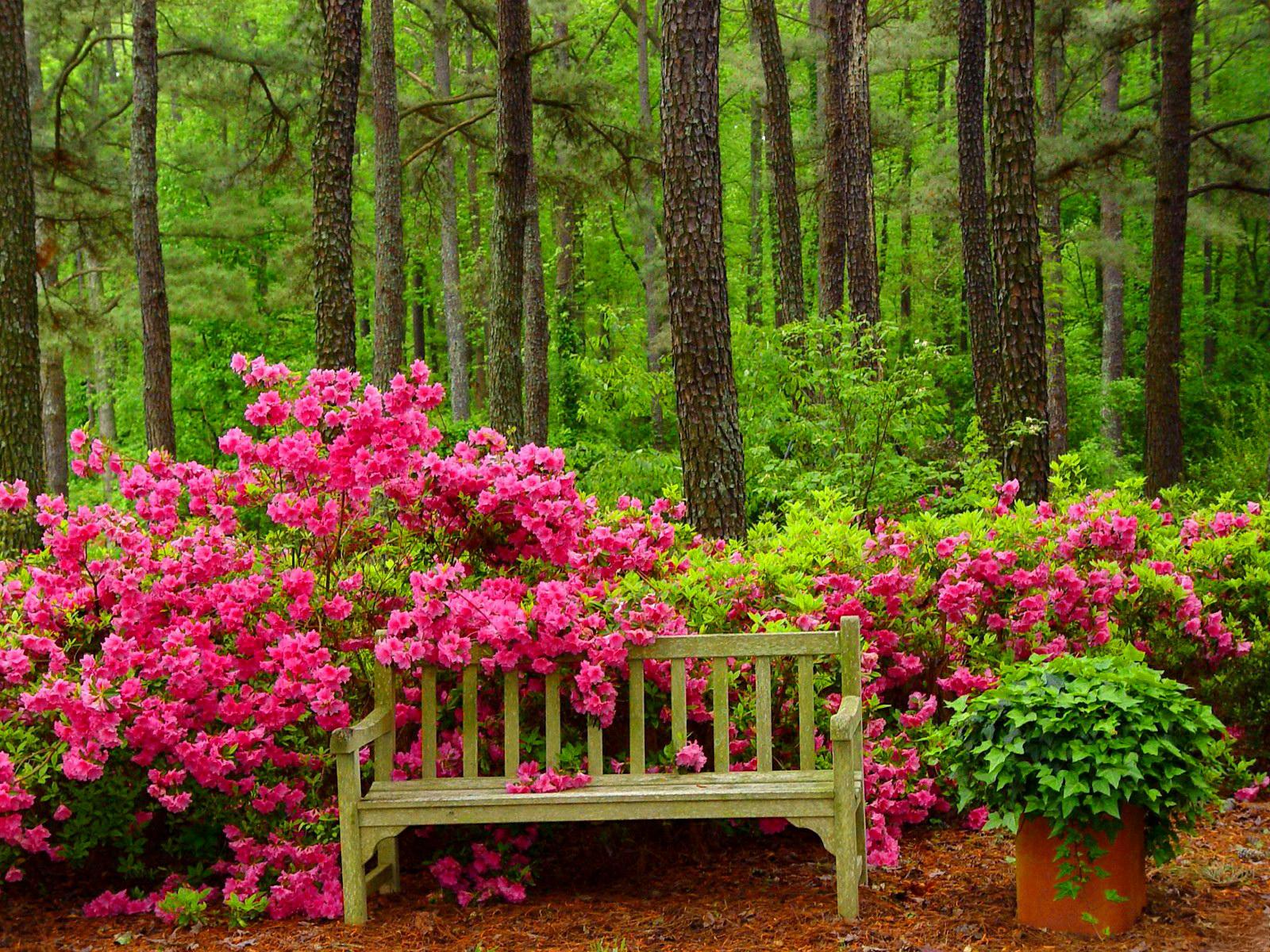 Скачать картинку Цветок, Лес, Зеленый, Весна, Скамья, Сделано Человеком, Розовый Цветок в телефон бесплатно.