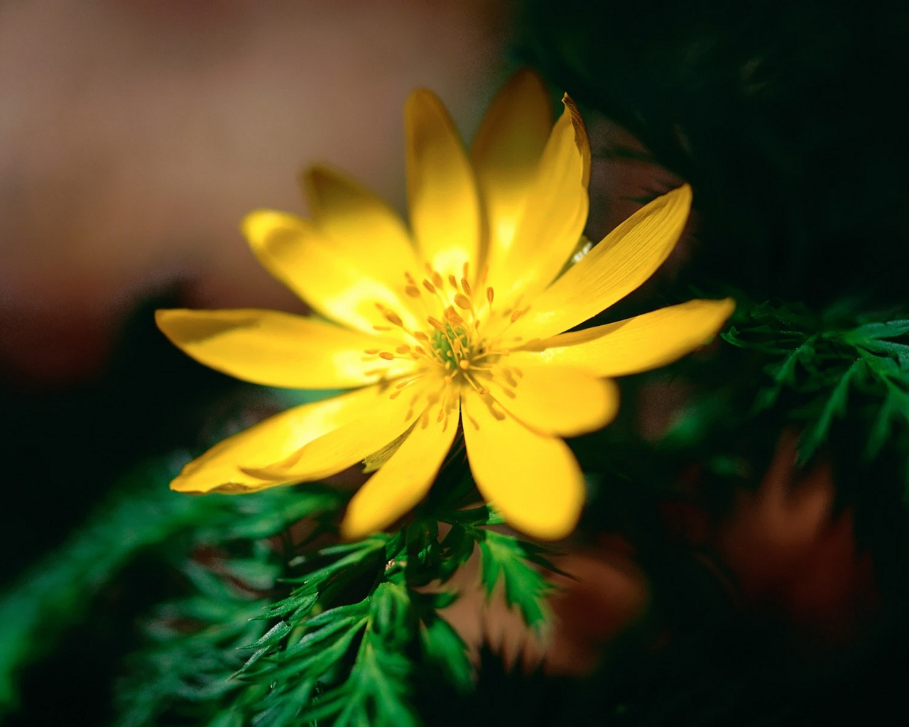 Descarga gratuita de fondo de pantalla para móvil de Flor, Tierra/naturaleza.