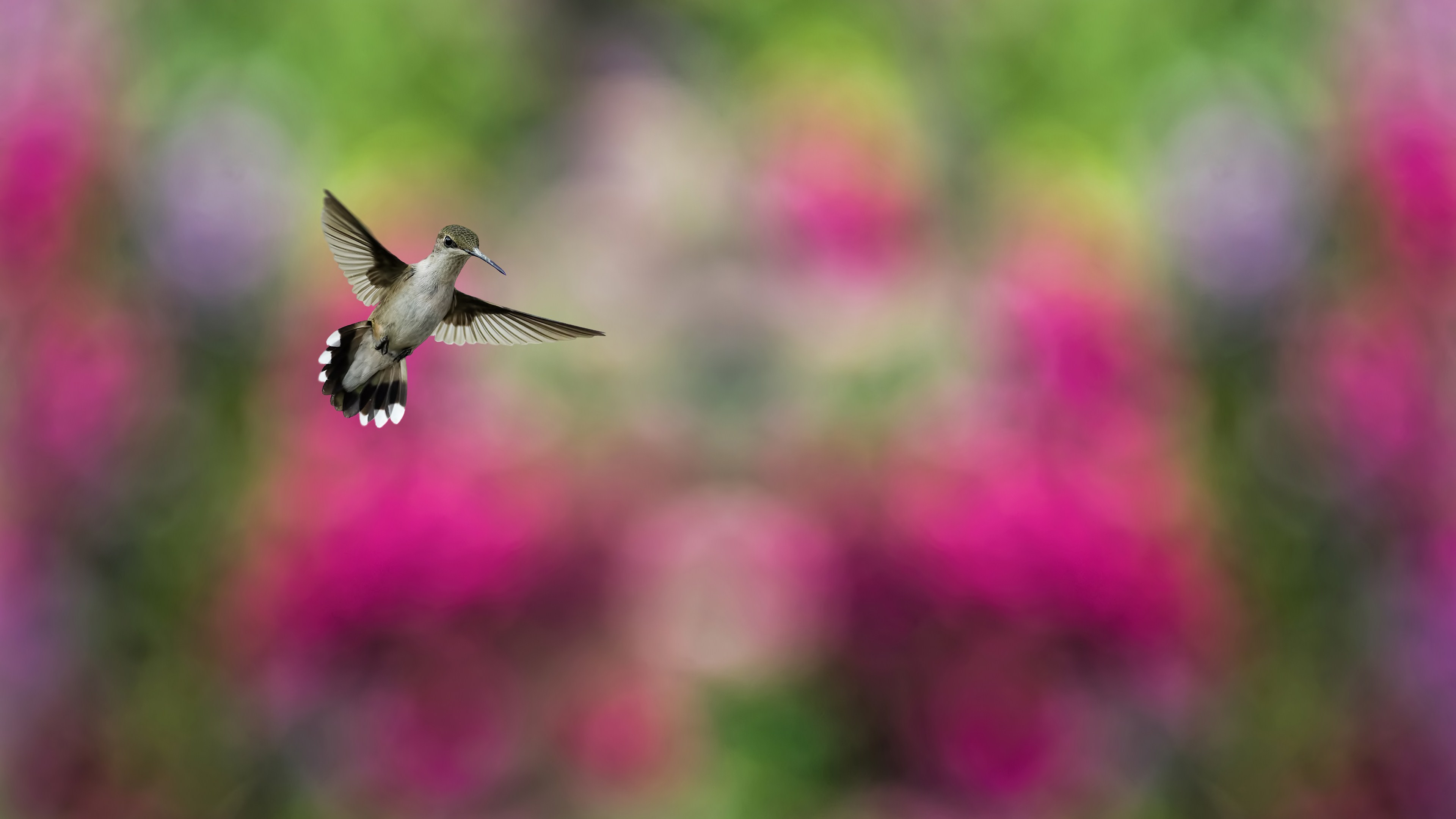 Download mobile wallpaper Hummingbird, Bird, Birds, Animal for free.