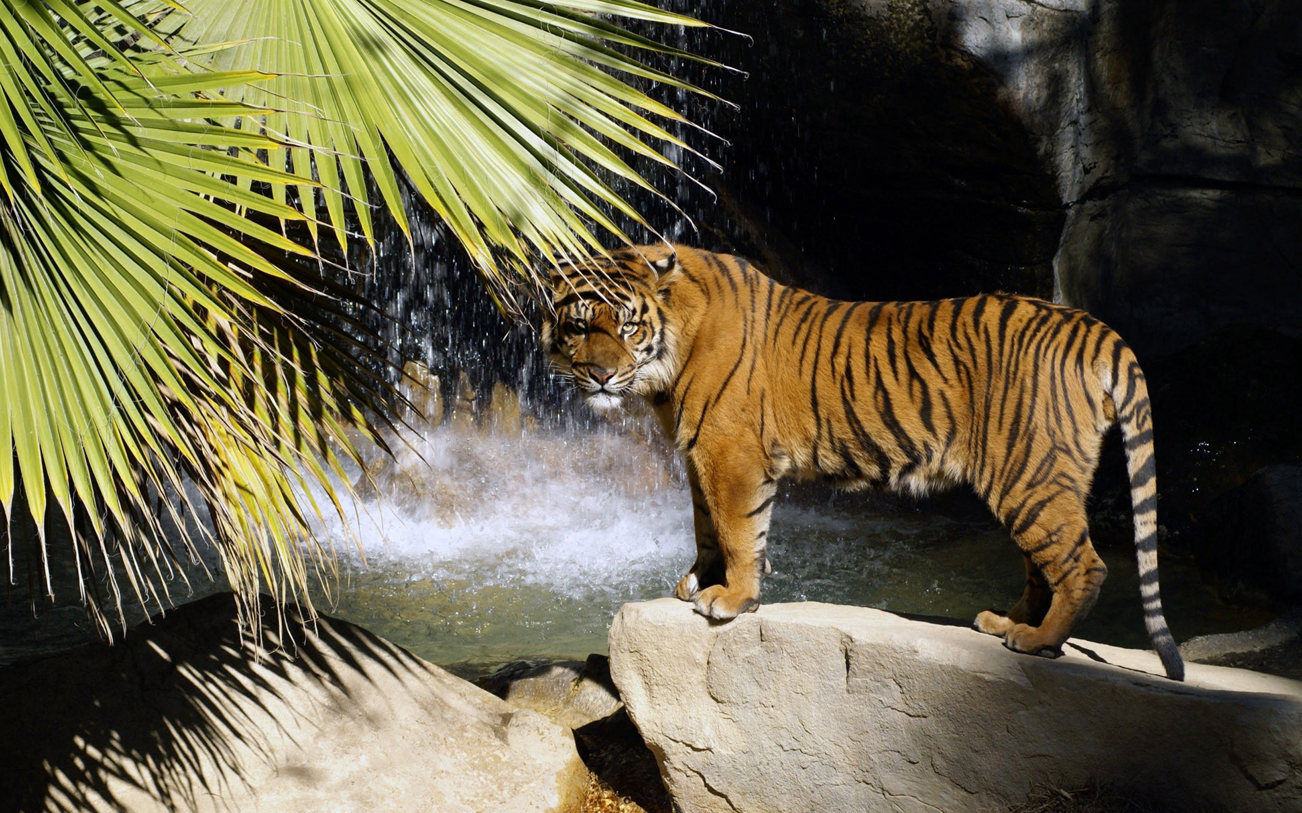 Free download wallpaper Stones, Bush, Tiger, Animals, Waterfall on your PC desktop