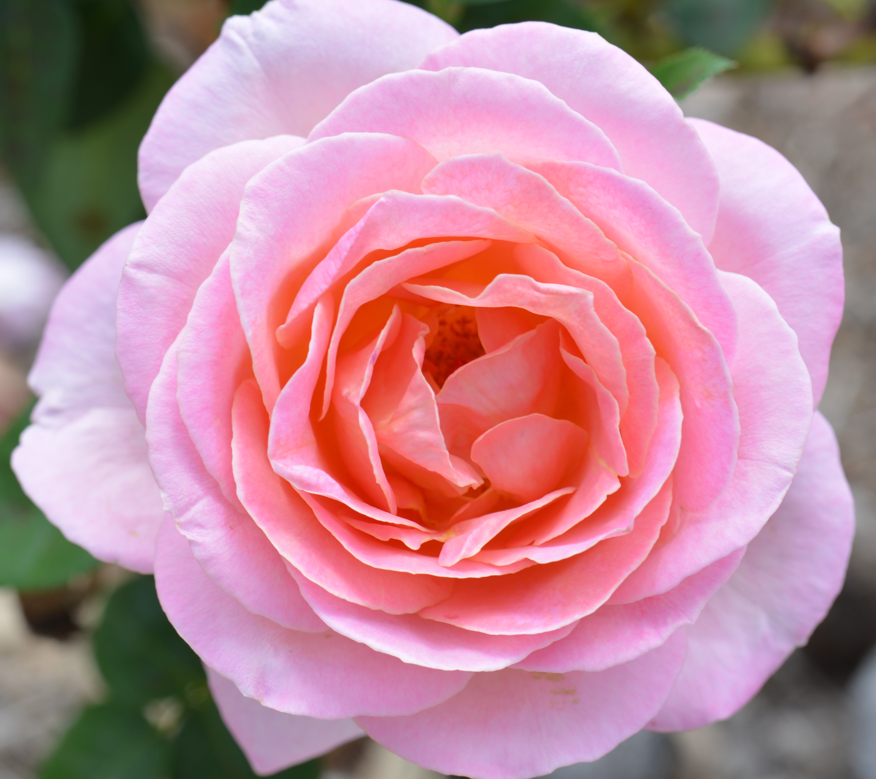 Téléchargez gratuitement l'image Fleurs, Rose, Terre/nature sur le bureau de votre PC