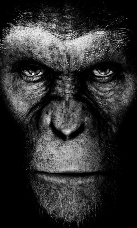 rise of the planet of the apes, movie HD wallpaper