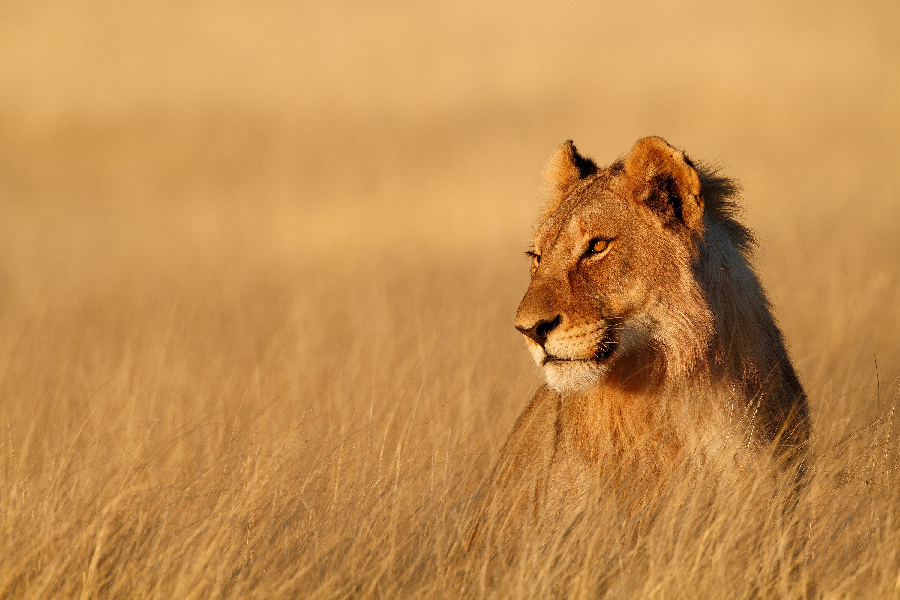 Téléchargez des papiers peints mobile Animaux, Chats, Lion gratuitement.