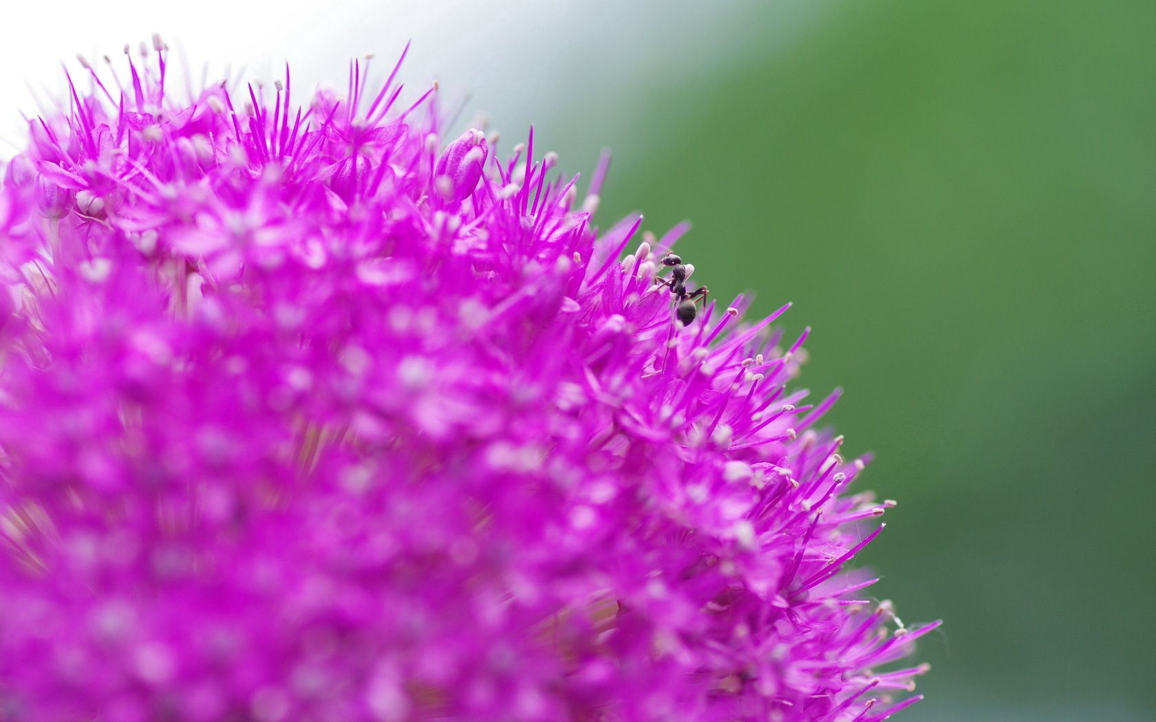 無料モバイル壁紙草, 花, 大きい, マクロ, 蟻, 背景をダウンロードします。
